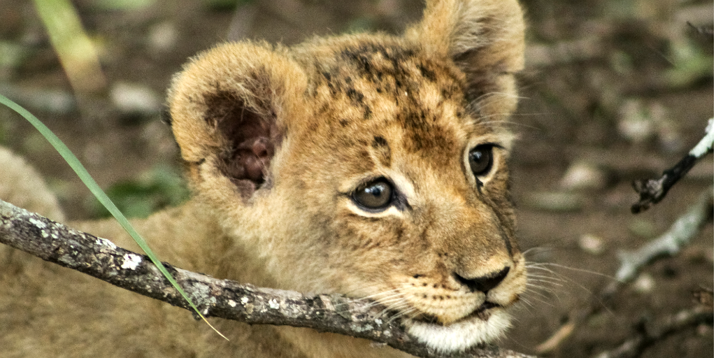 A lion cub could be one of the Big Five you'll see on a group volunteering trip in South Africa