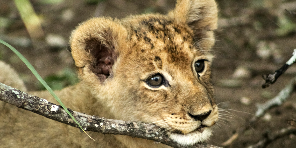 A lion cub could be one of the Big Five you'll see on a group volunteering trip in South Africa