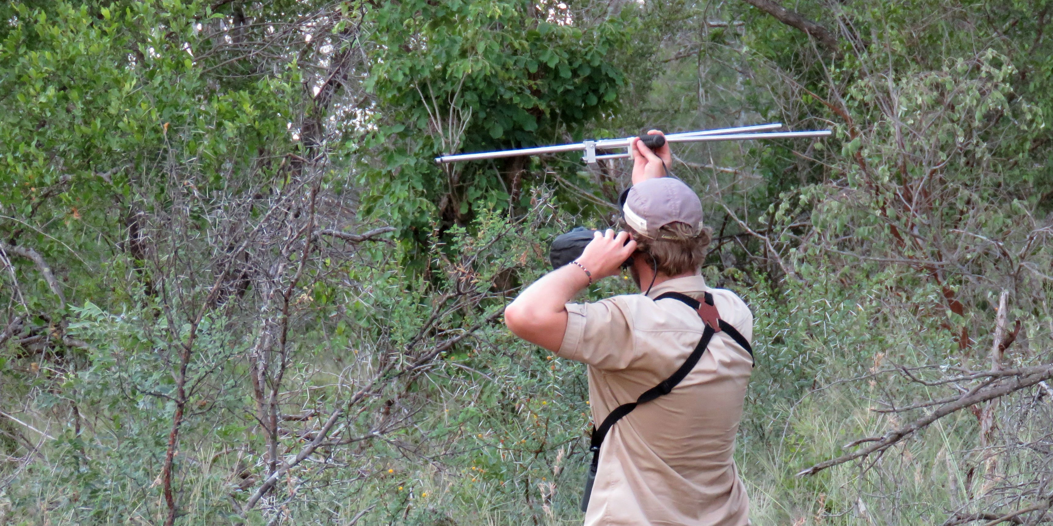 A GVI participant uses radio telemetry, as part of a wildlife conservation internship.