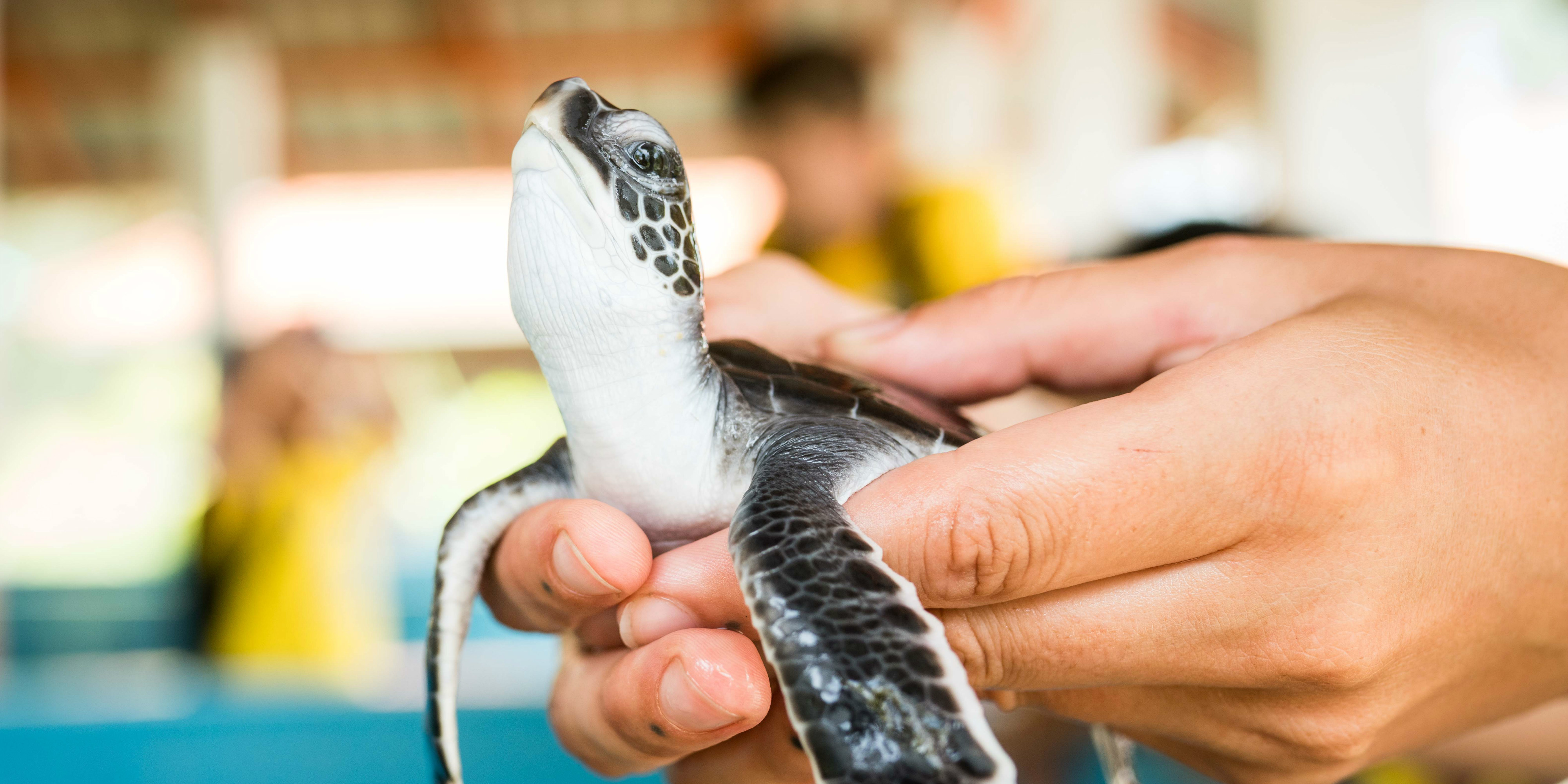 A GVI participant cleans an endangered sea turtle.