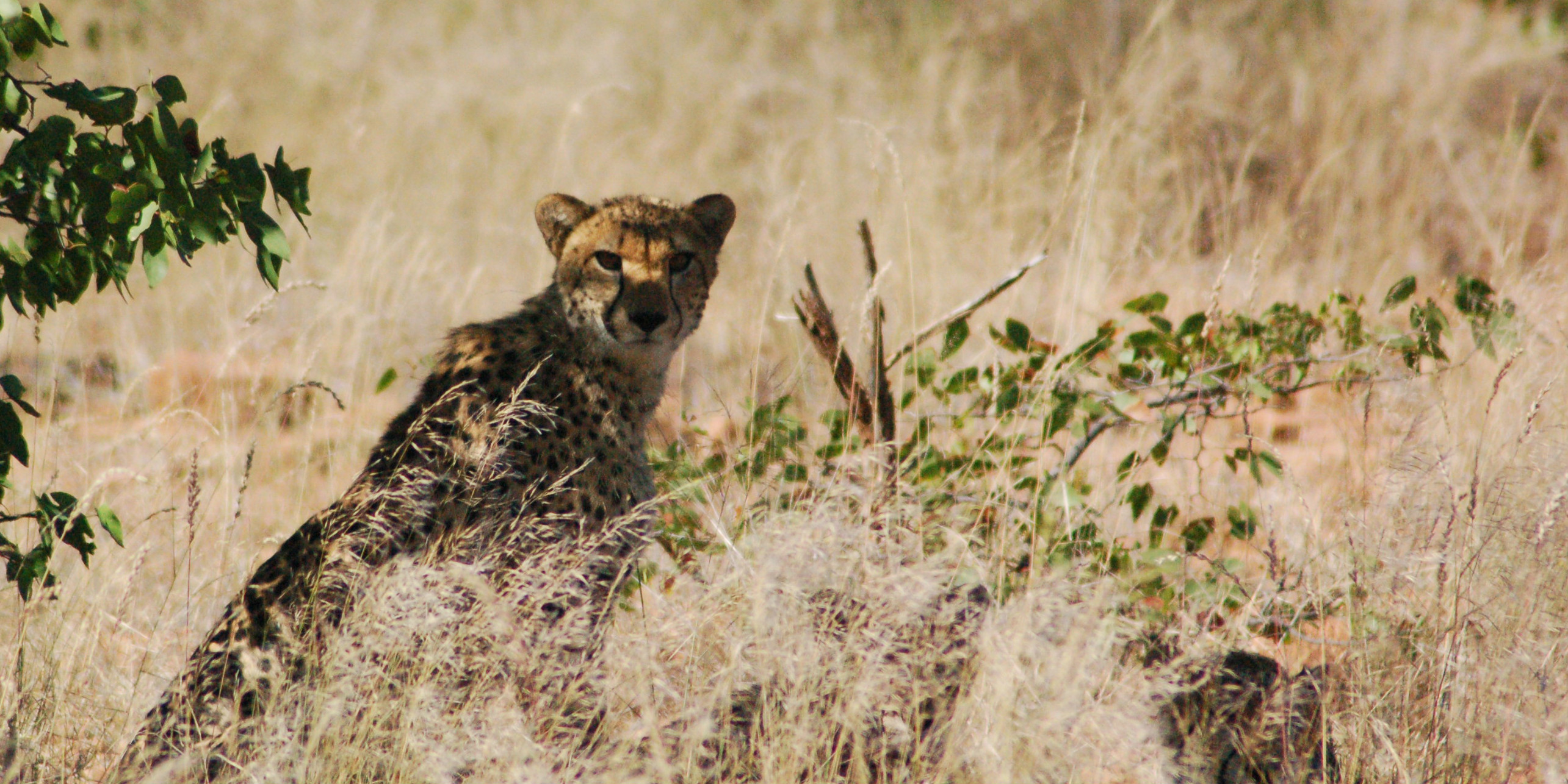 A cheetah spends some time in the cool shade. Cheetah conservation volunteers will record the cheetah's behaviour, as part of their conservation volunteering program.