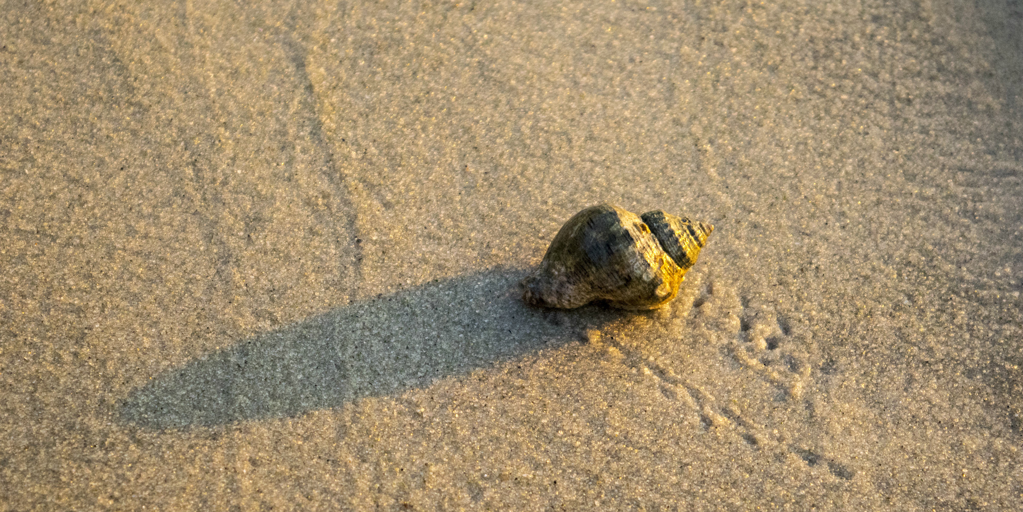 A hermit crab crawls across a beach | responsible travel