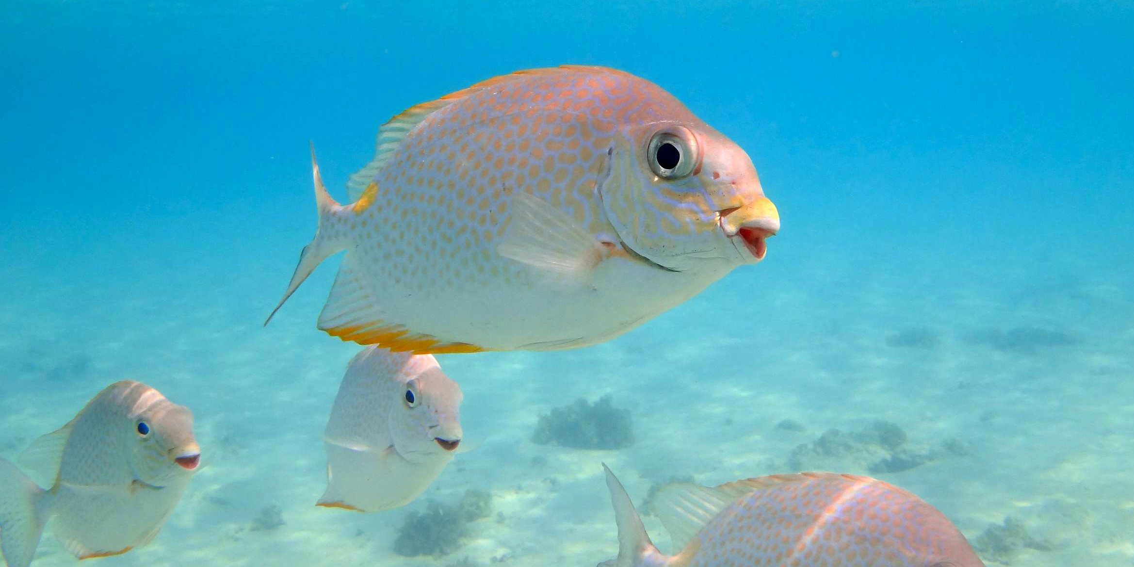 A shoal of fish swim through the waters of the Perhentian Islands. Sustainable tourism activities mean great fish sightings like this are more likely.