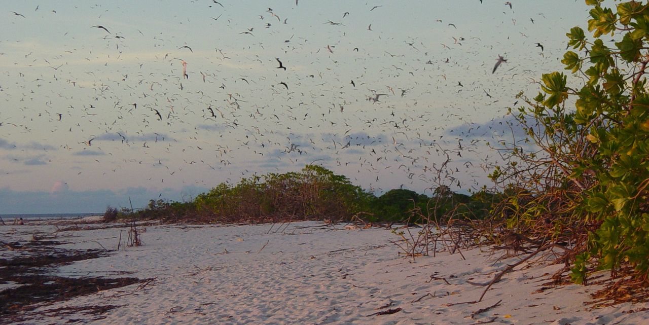 A flock of birds pepper the skies of Bird Island, in the Seychelles archipelago -- home to bird and turtle conservation projects.