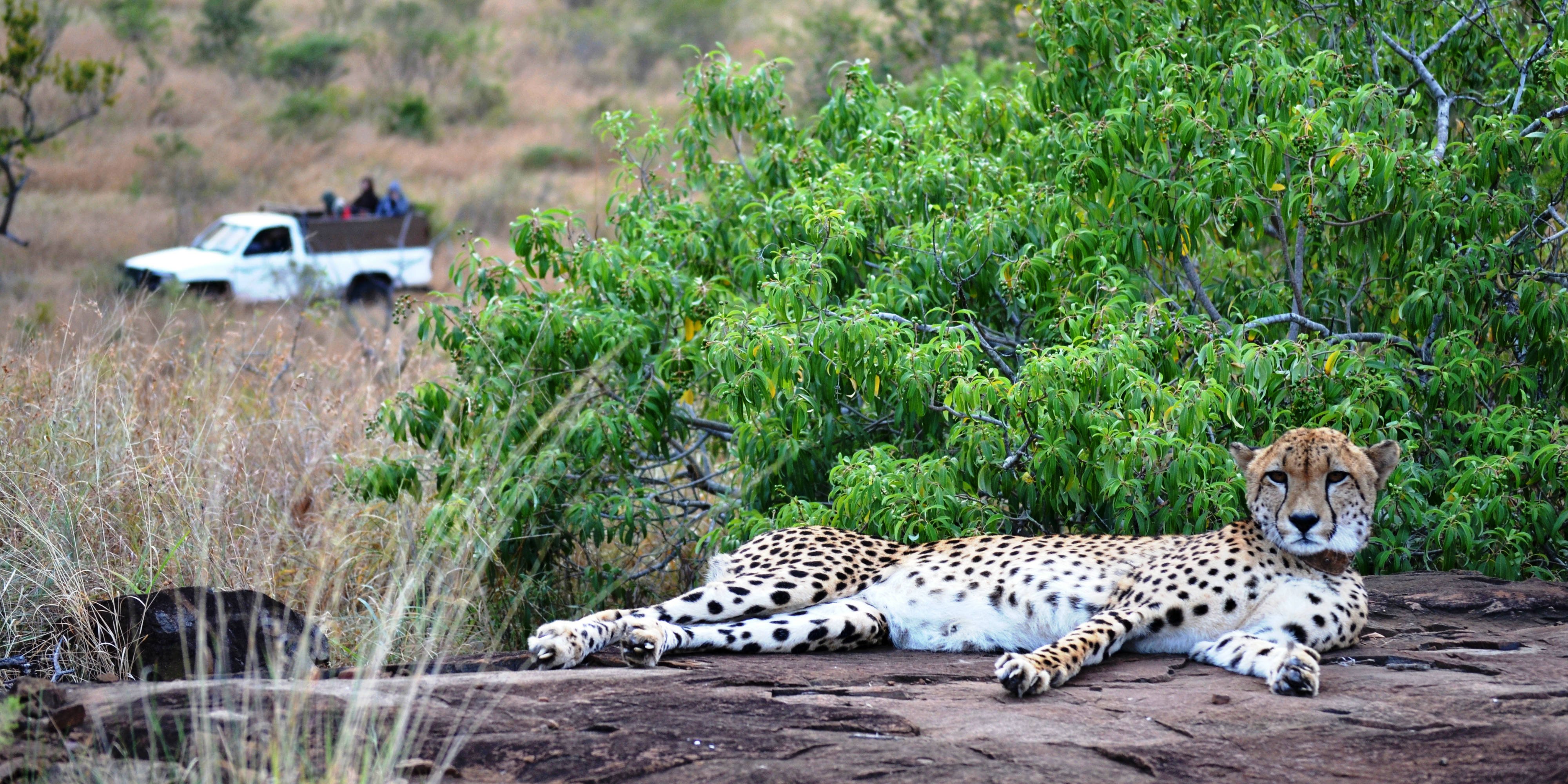 Wildlife conservation volunteers go on a game drive through Karongwe Private Game Reserve, looking to spot this cheetah female.