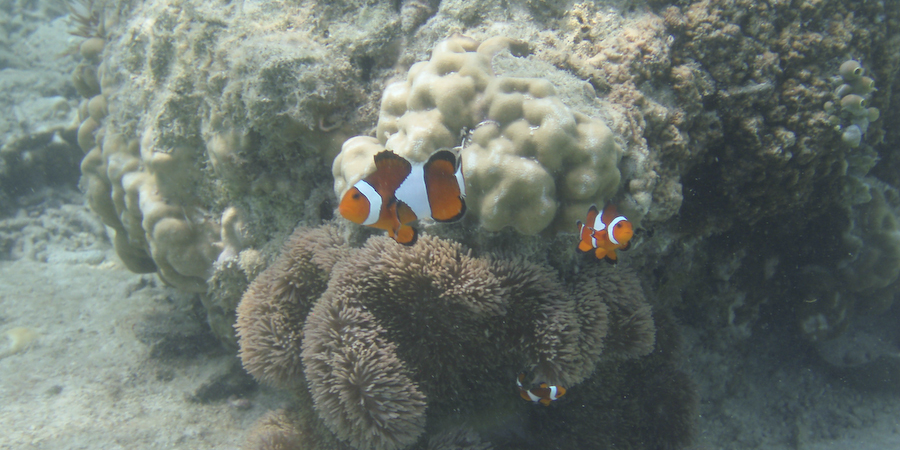 Clownfish are spot during scuba diving adventures.