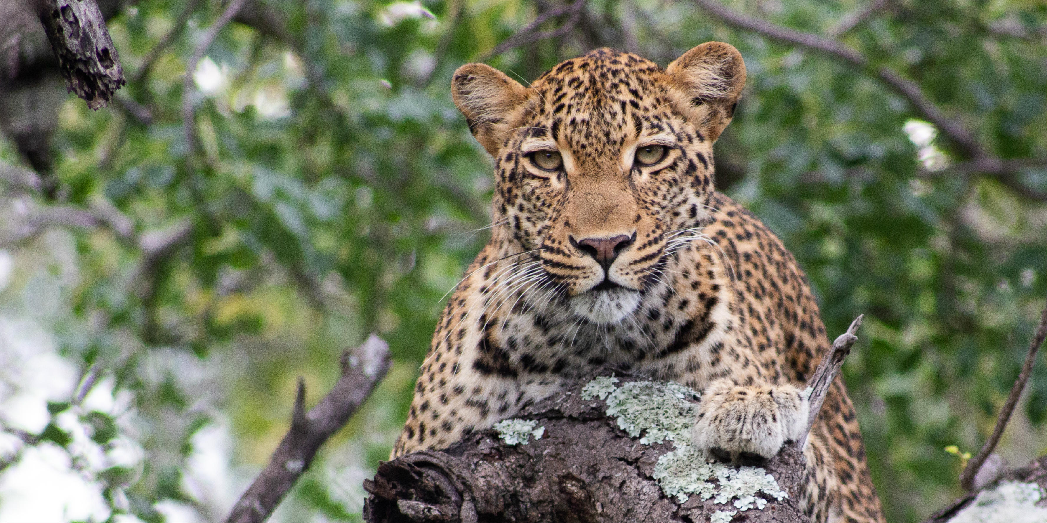 A leopard surveys a wildlife conservation intern from the treetops.