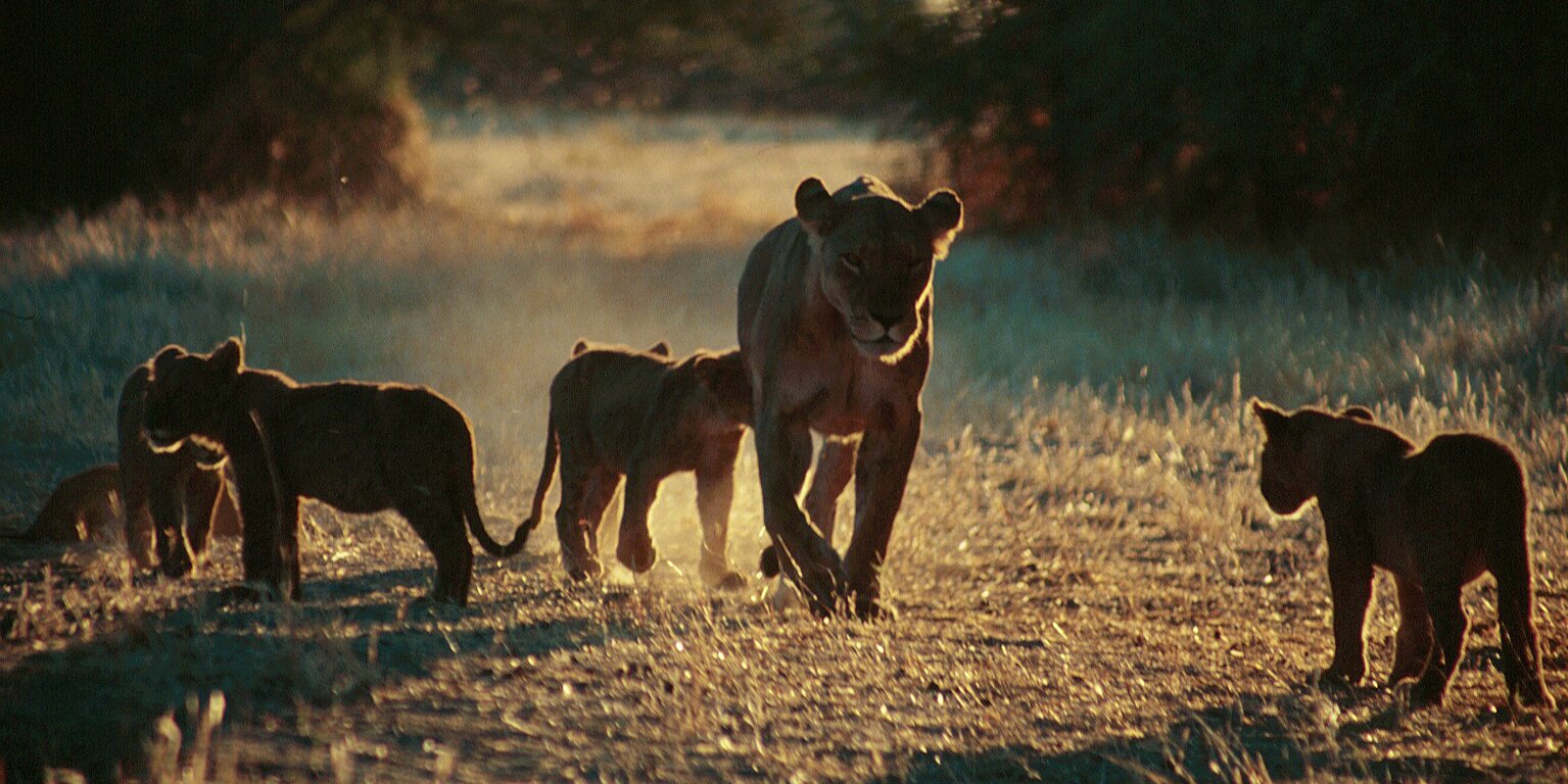 A female lion and her cubs are spotted by participants on a African wildlife conservation program.
