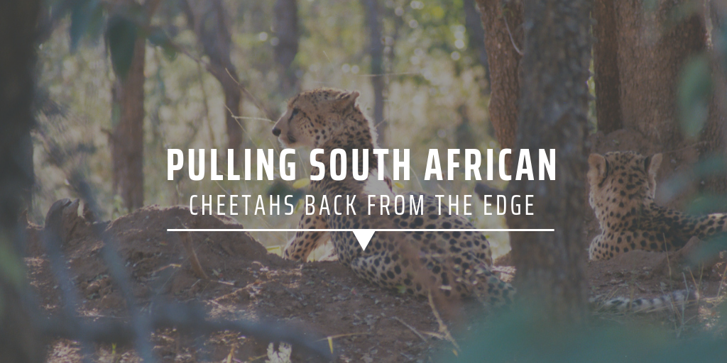 Pulling South African cheetahs back from the edge