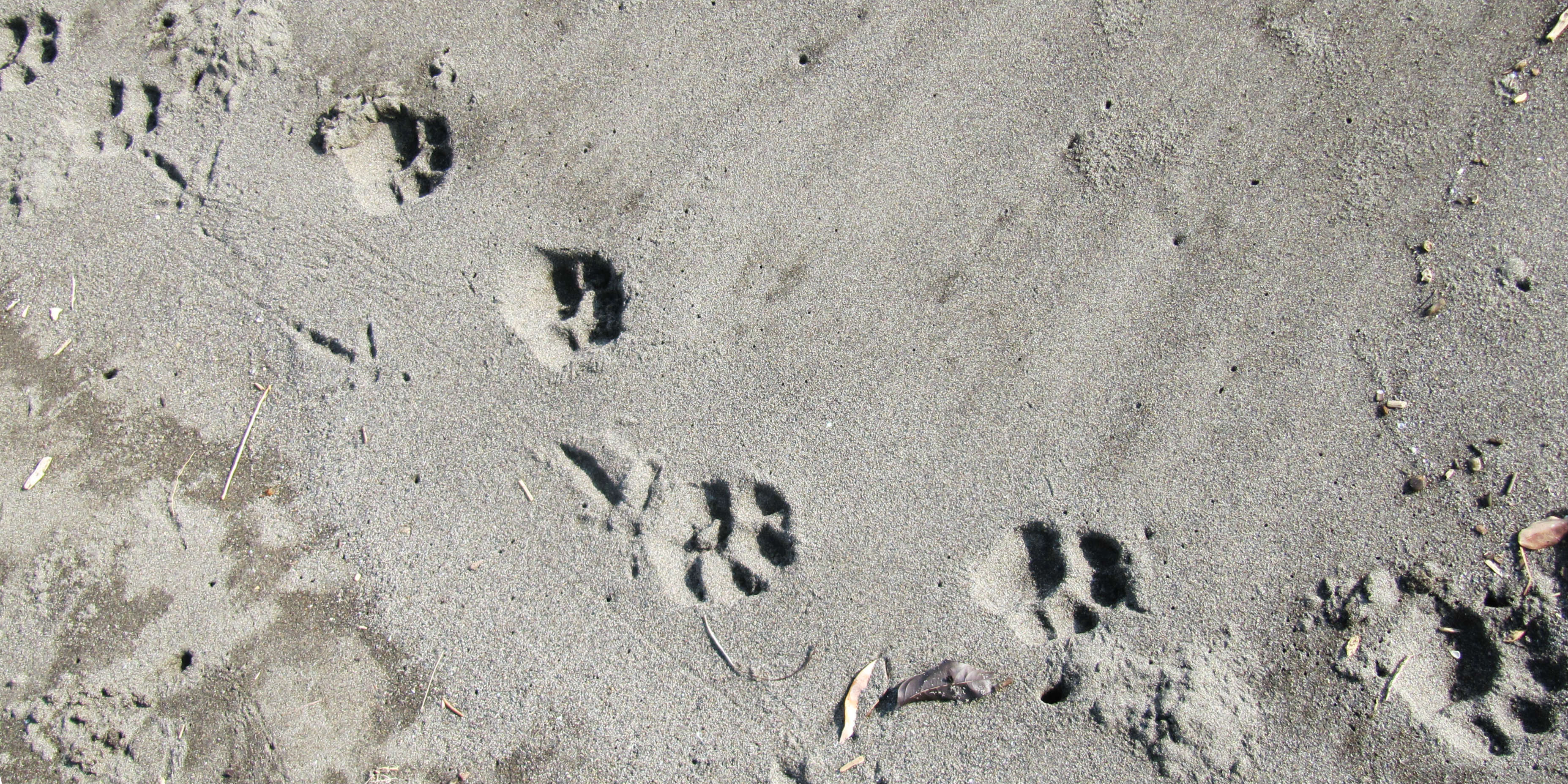 While volunteering in Costa Rica, volunteers find jaguar tracks on the beach.