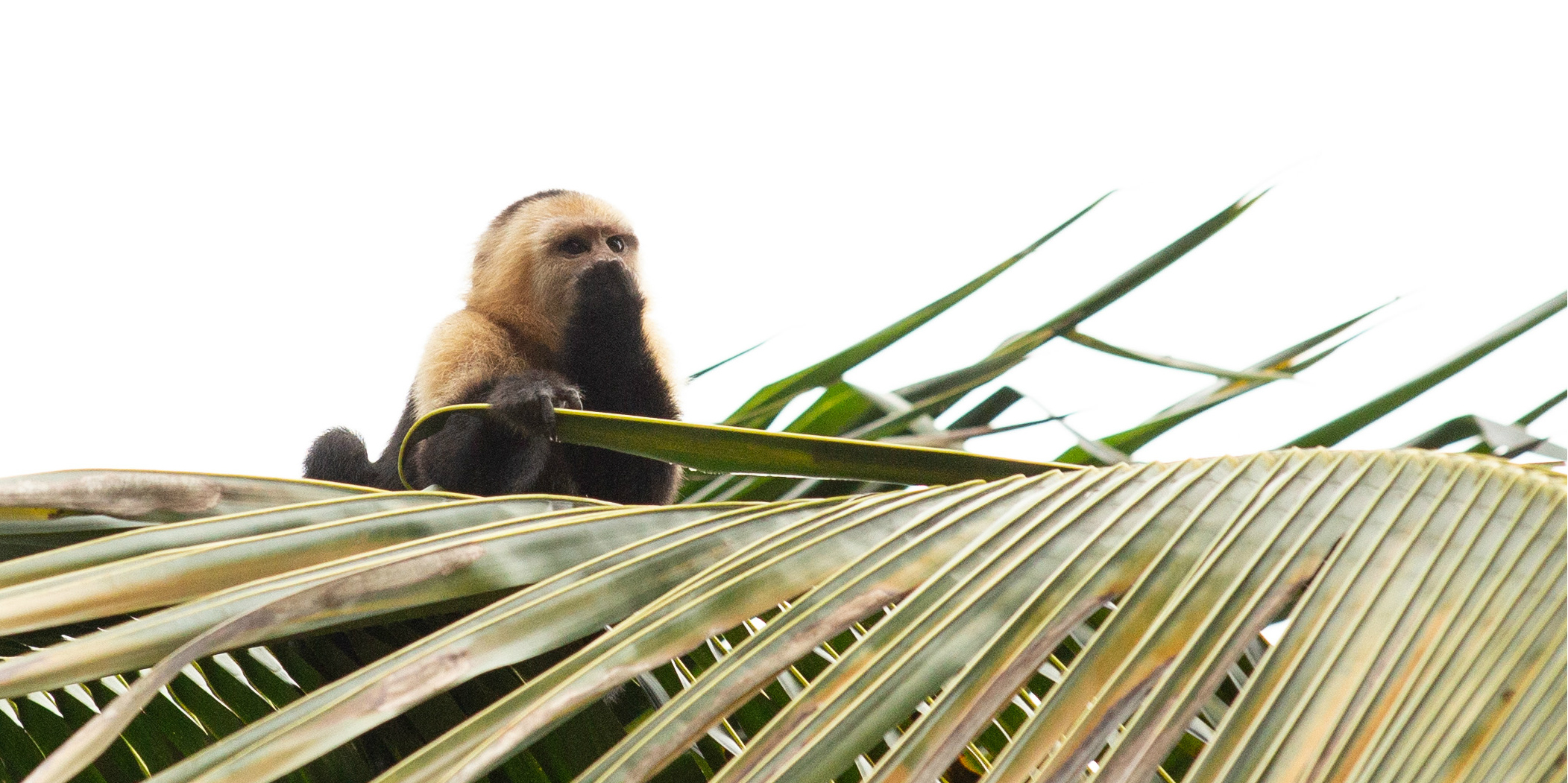 This monkey is one of the many species of animal GVI volunteers might encounter while volunteering in Costa Rica.