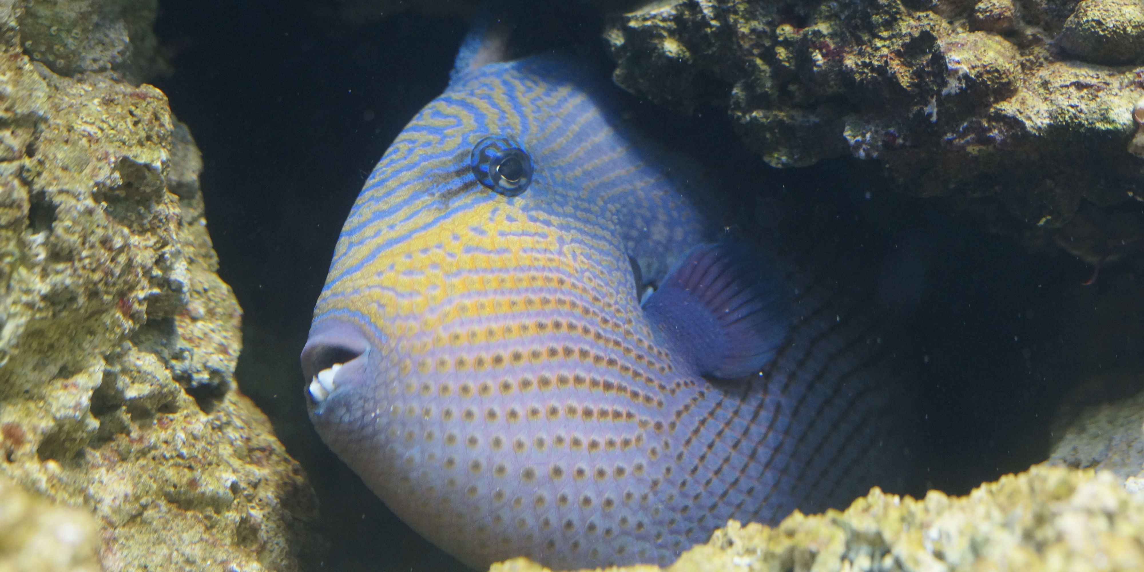 A triggerfish peeks out of its den in a coral reef surrounding the Perhentian Islands. 