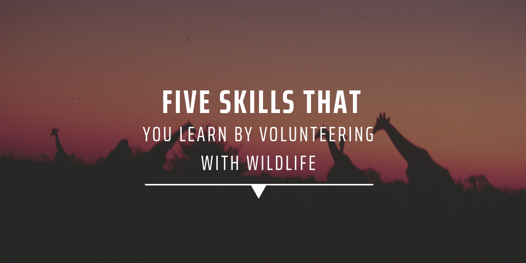 Five skills that you learn by volunteering with wildlife