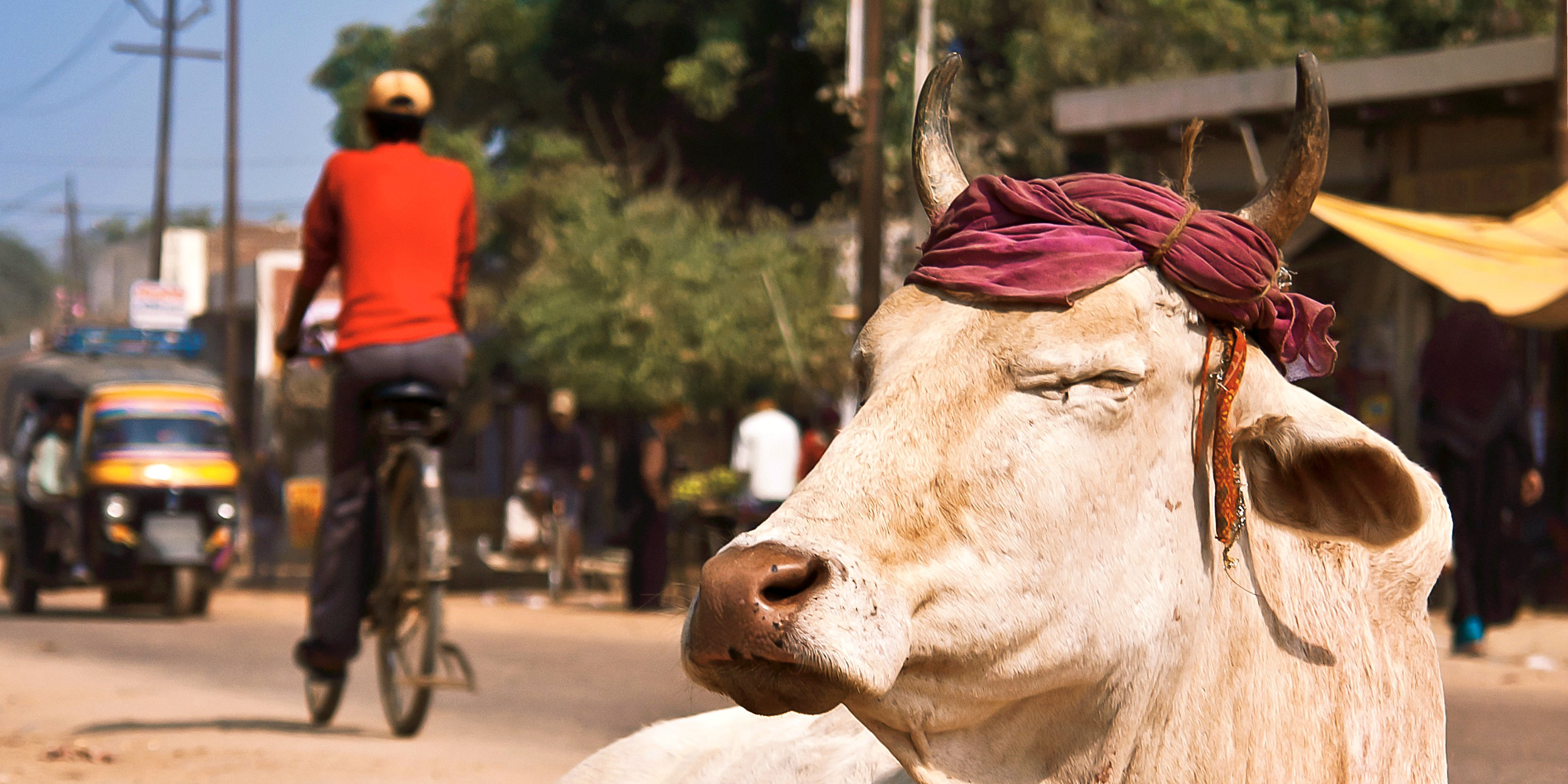Travel in India and you might come across cows like this, roaming freely in the streets.