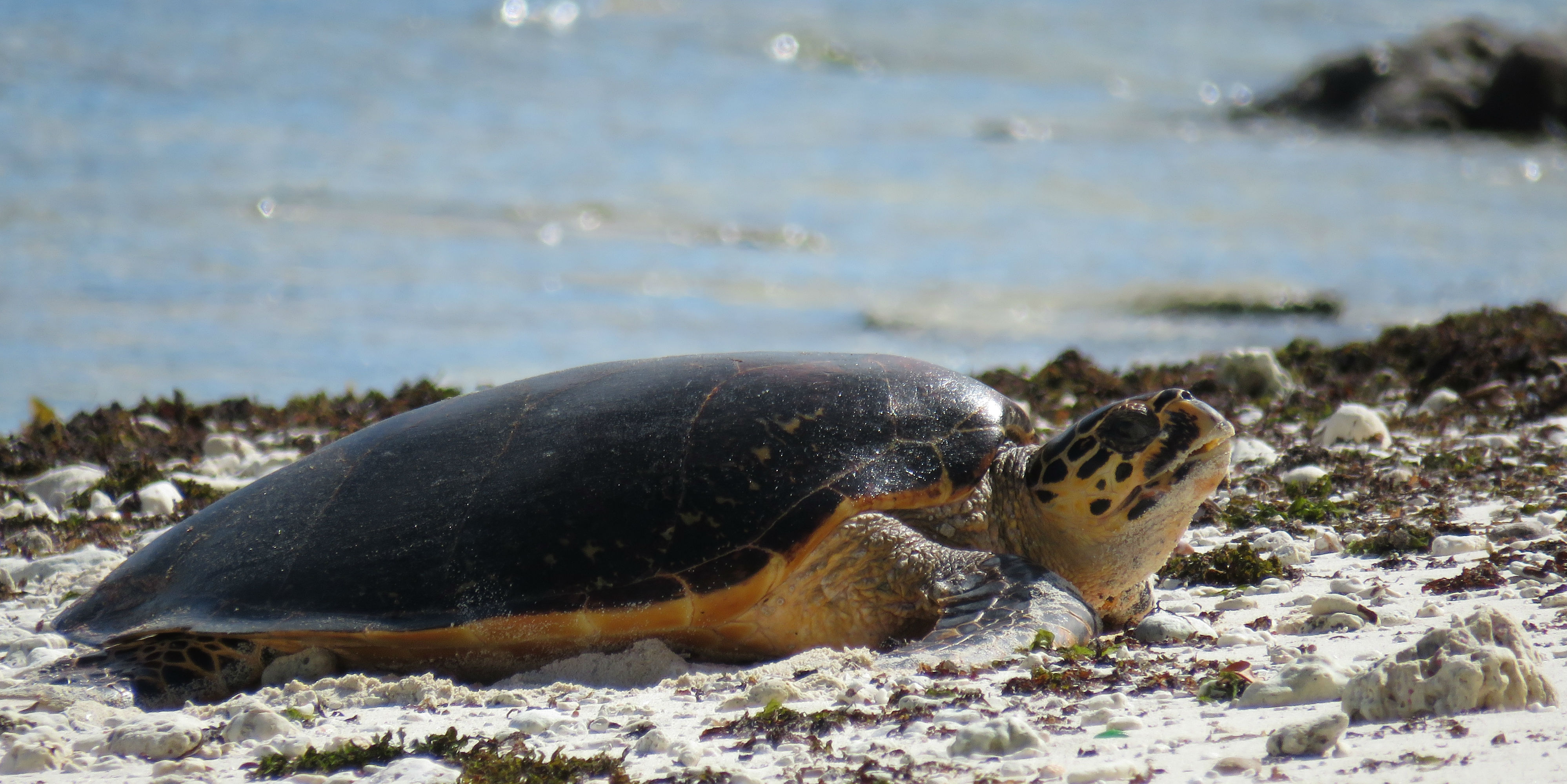 An endangered sea turtle prepares to nest on a beach.