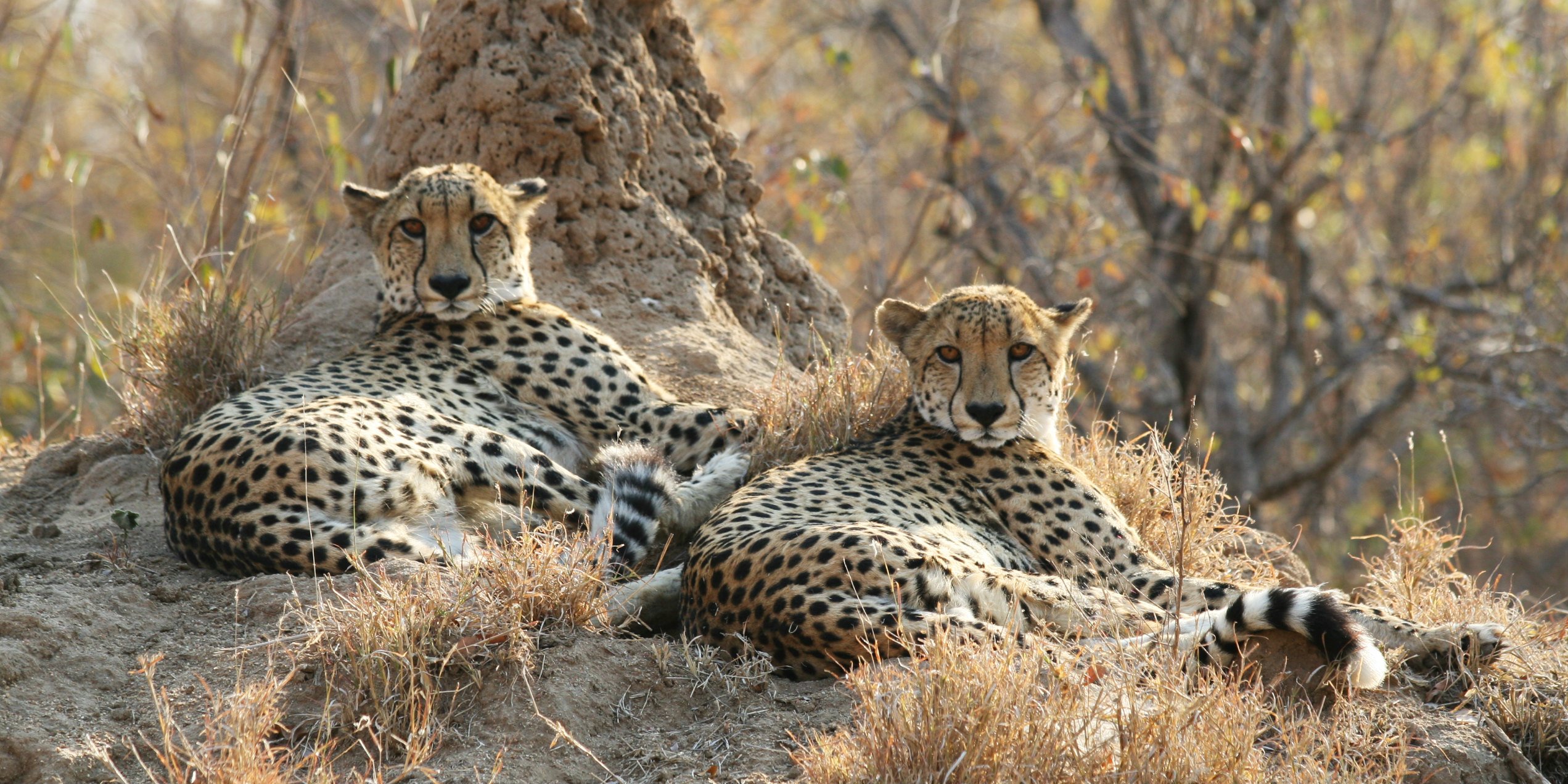 While volunteering with animals in Africa, you might spot these two cheetah males.