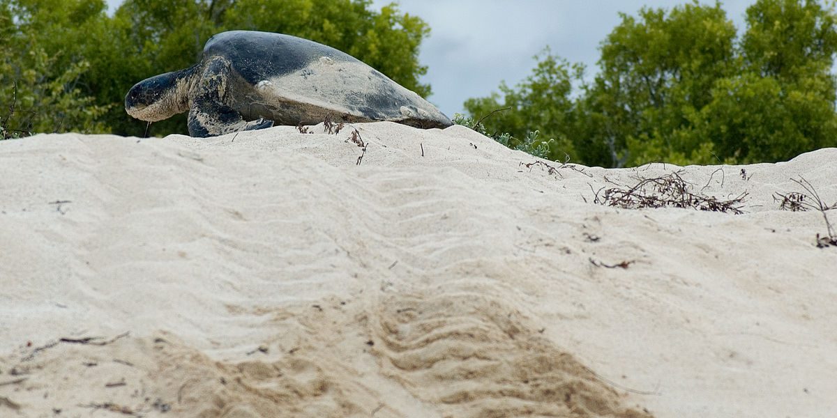 An endangered green sea turtle climbs up a sandbank on Bird Island, in the Seychelles archipelago.