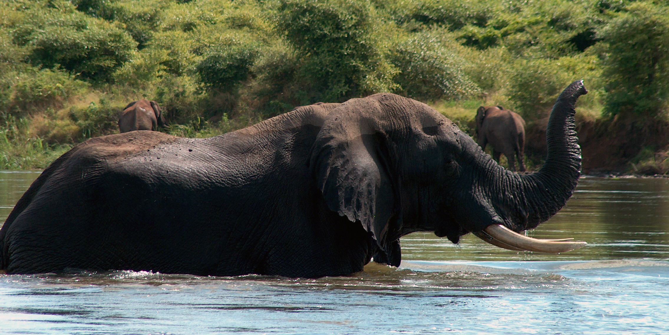 An elephant wades through water in Zambia. By taking part in wilife conservation in Africa, participants could help to conserve species like this.