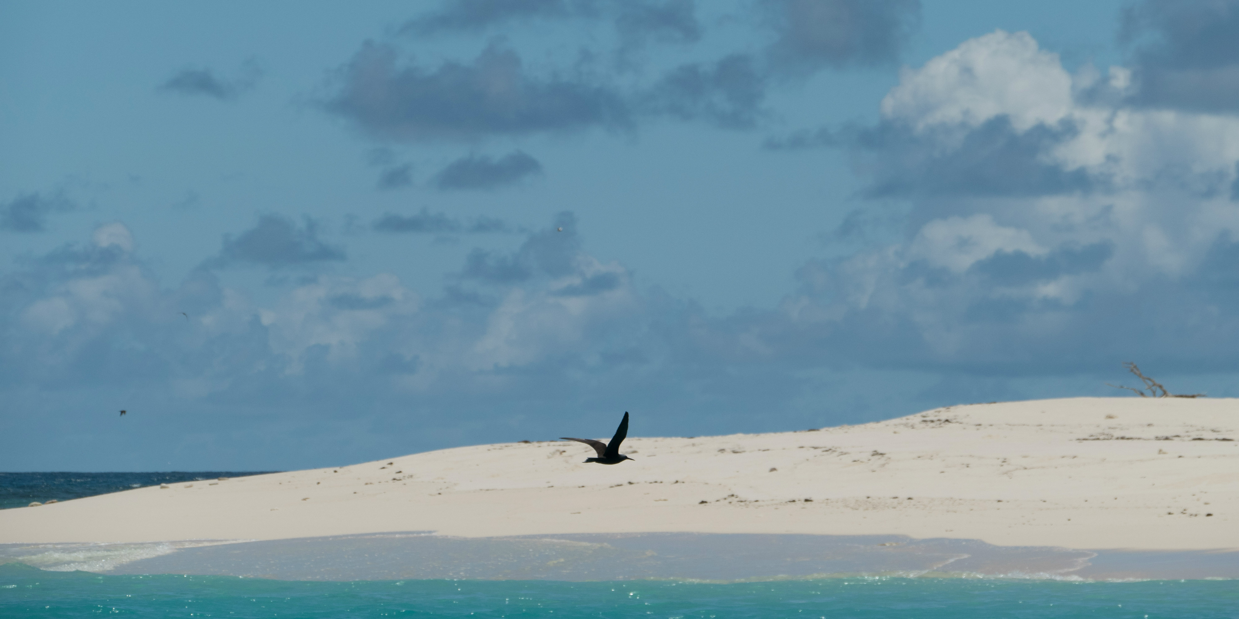 A bird glides gracefully on Bird Island, in the Seychelles archipelago home to many conservation projects.