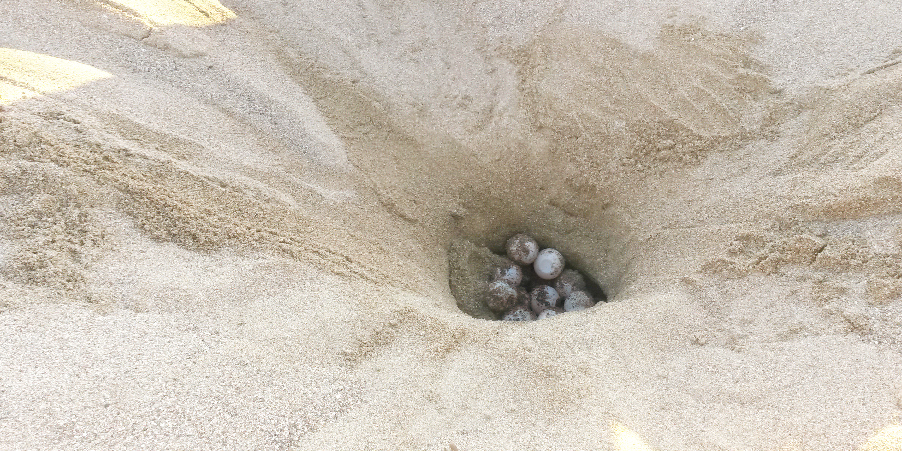 A next of endangered green sea turtle eggs is a priority for a wildlife conservation officer in the Seychelles archipelago. 