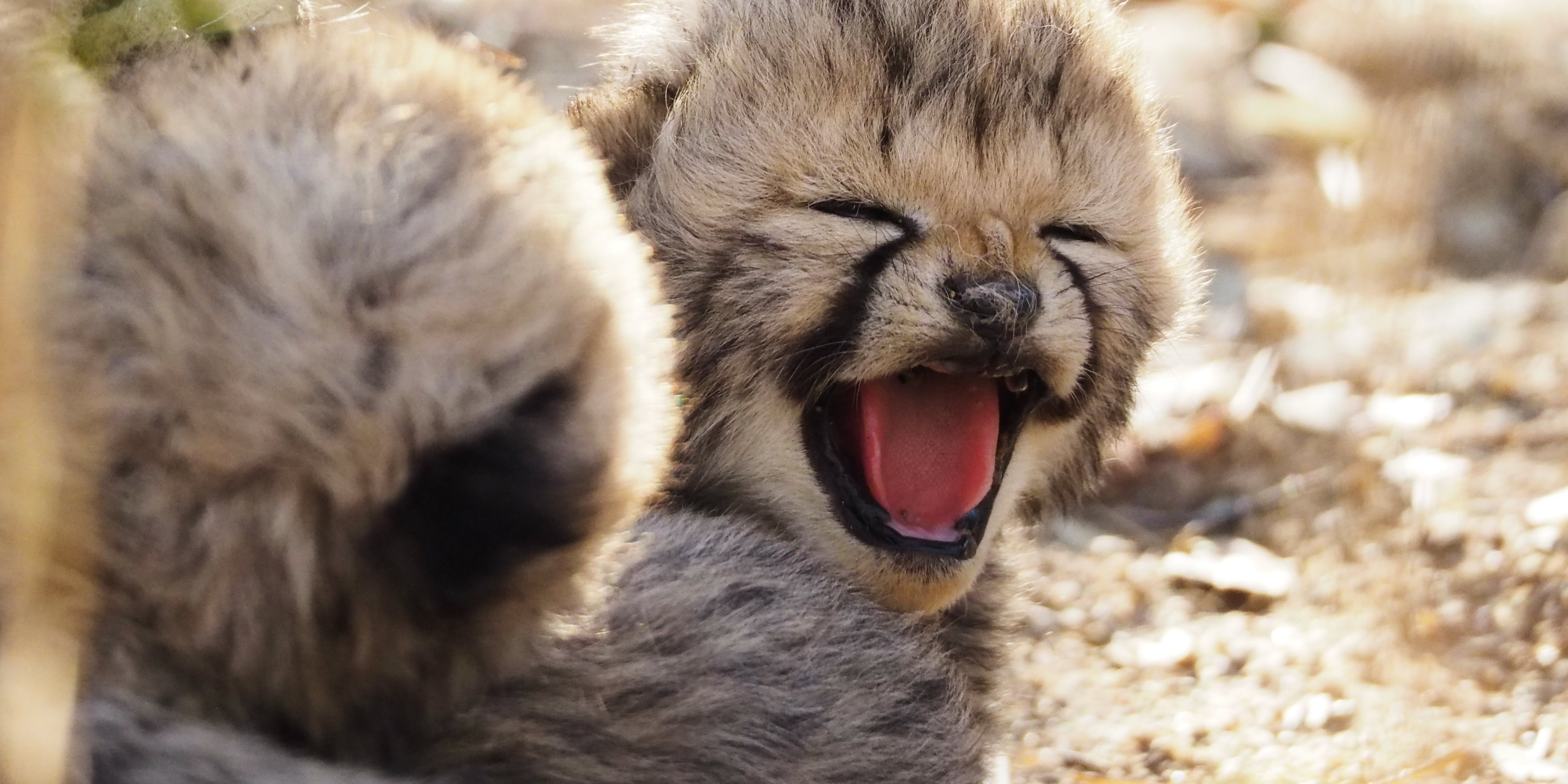 Cheetah cubs yawn. These cubs show the success of the reserve's cheetah conservation efforts.