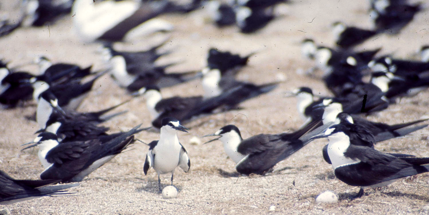 Sooty terns and their eggs on Bird Island, in the Seychelles archipelago. 