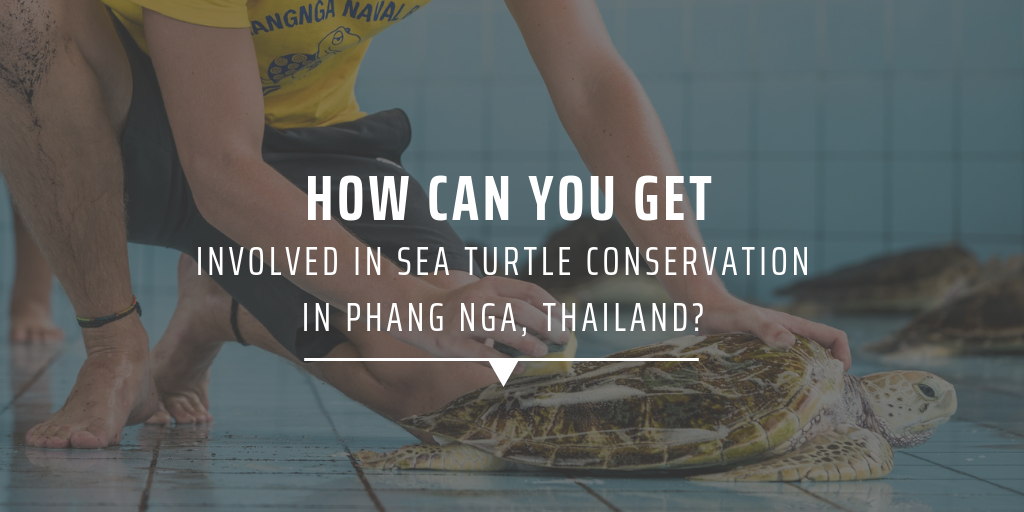 How can you get involved in sea turtle conservation in Phang Nga