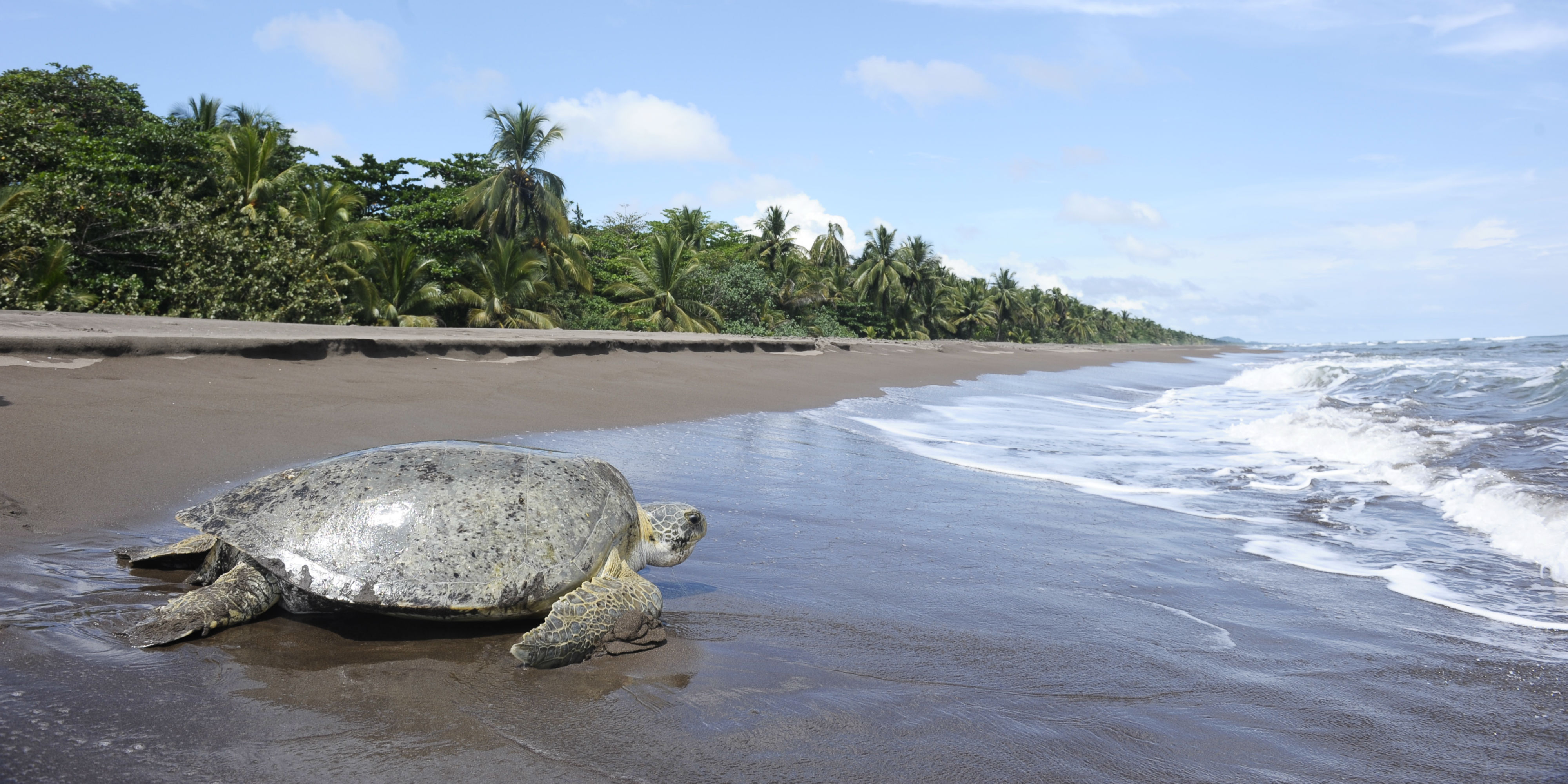 The endangered green sea turtle makes its way back to the ocean on a beach in Costa Rica.