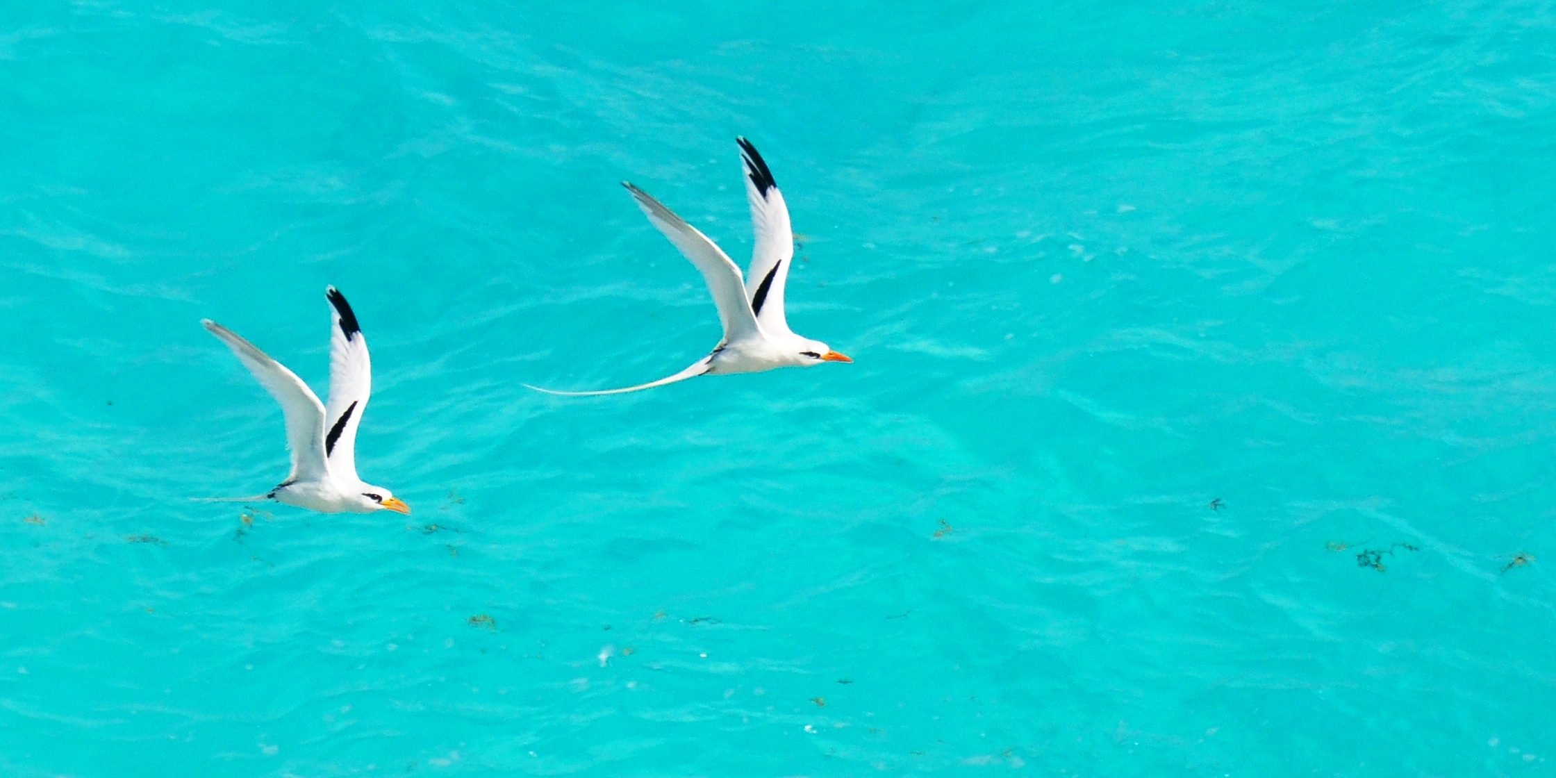Two white-tailed tropicbirds glide through the skies of Bird Island, Seychelles, a conservation and ecotourism hotspot.