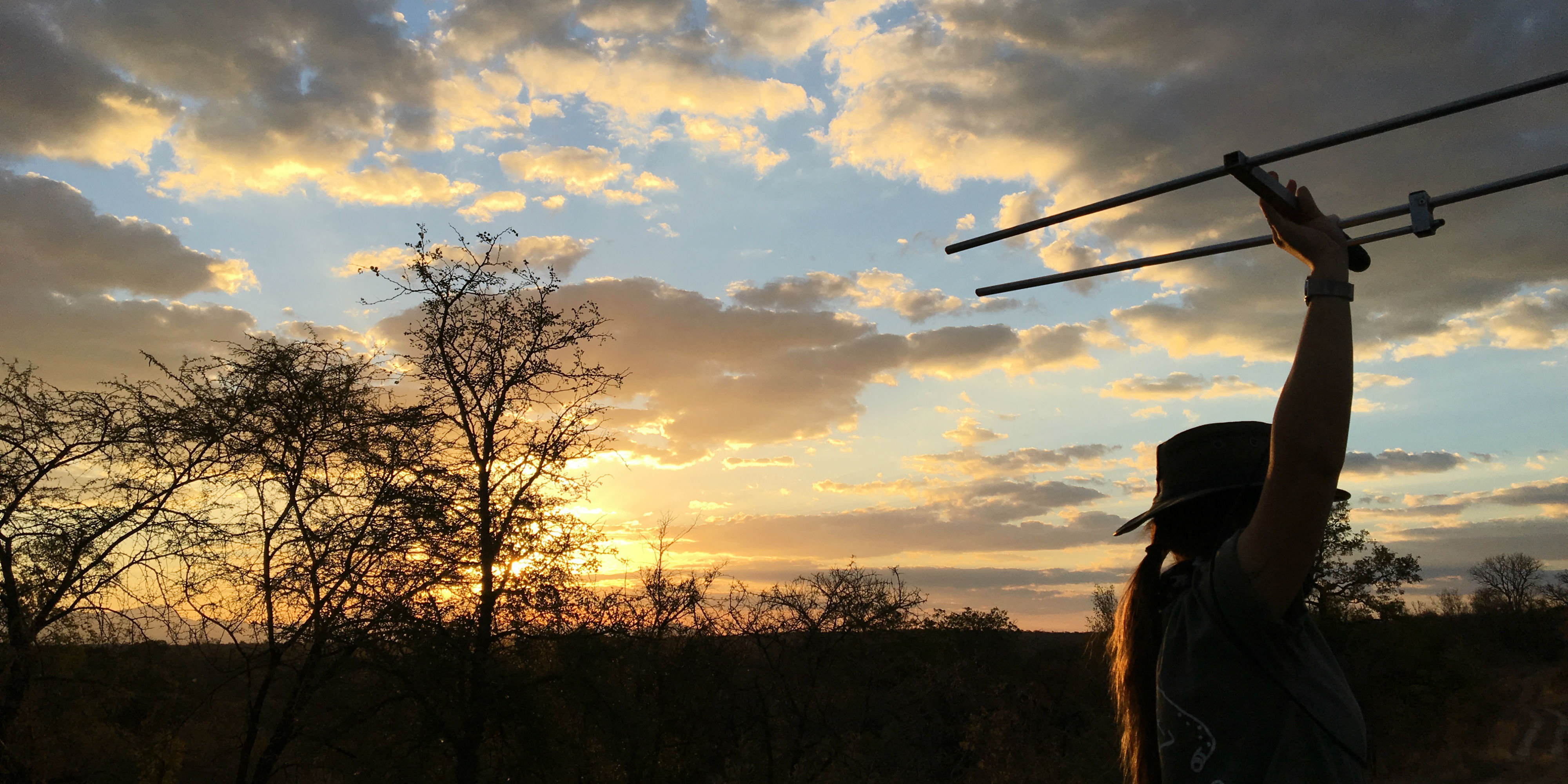 A GVI cheetah conservation volunteer uses radio telemetry to track the reserves female cheetah.