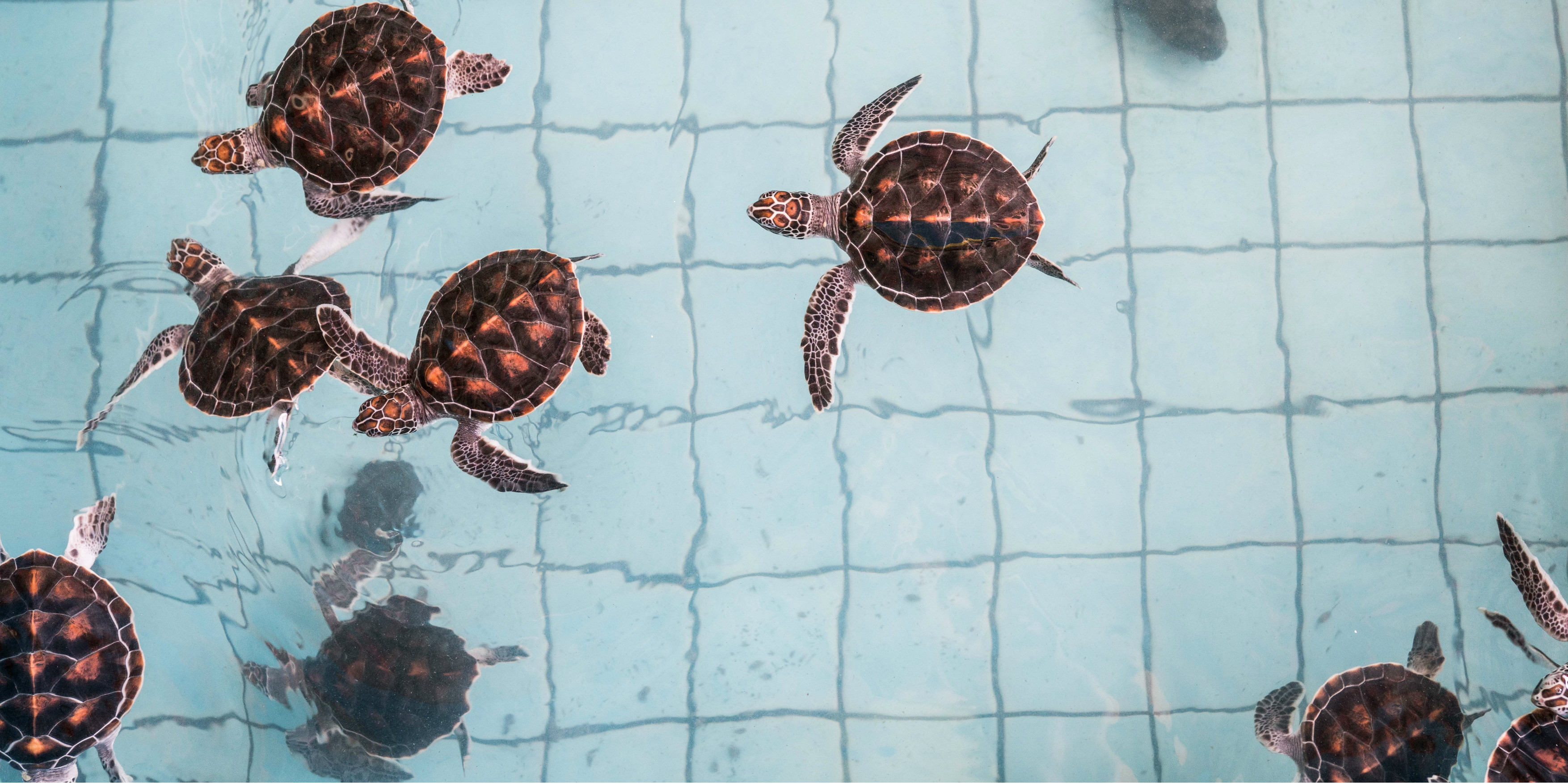 Growing sea turtles swim in a turtle tank as part of a sea turtle conservation program.