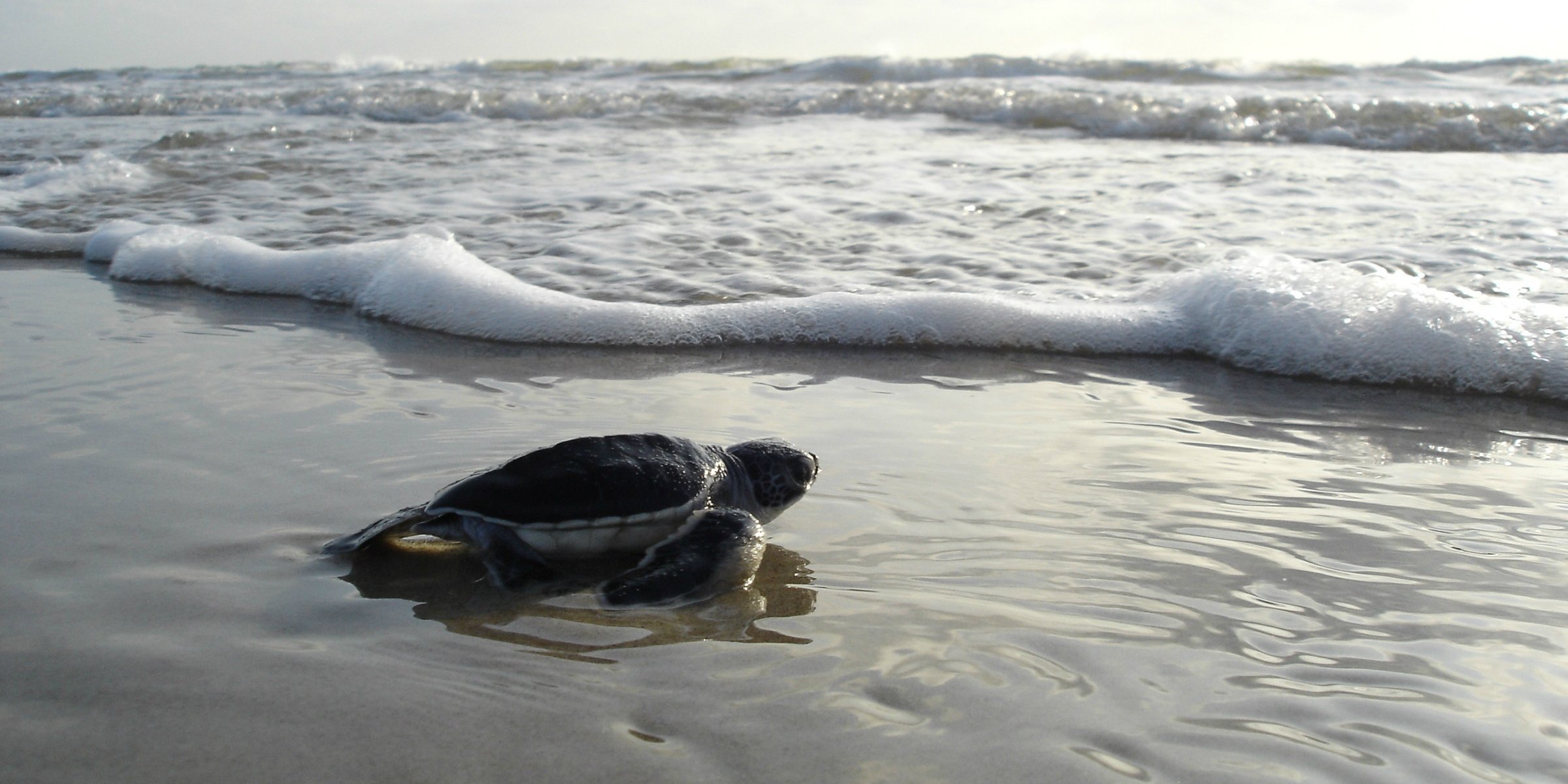 An endangered green sea turtle hatchling races to the ocean in Seychelles, where wildlife conservation never stops.