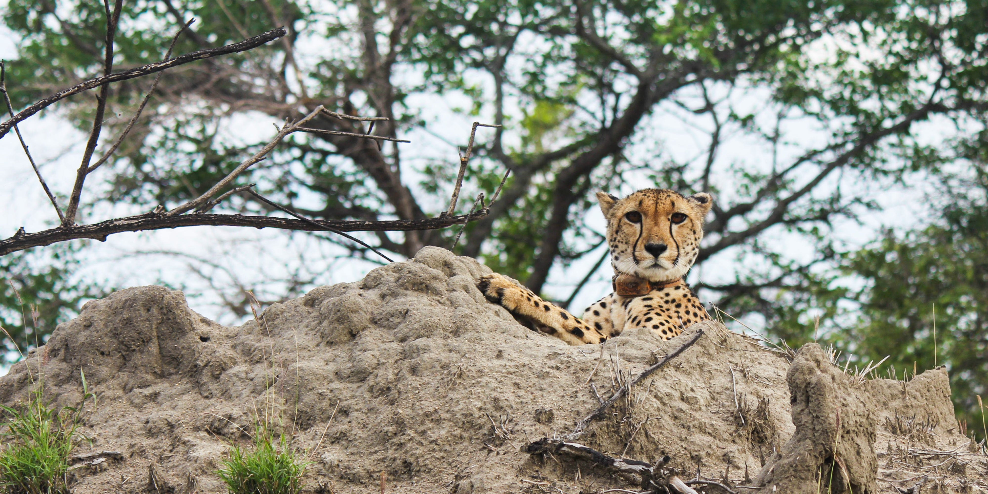 A female cheetah rests on a rock, observed by cheetah conservation volunteers.