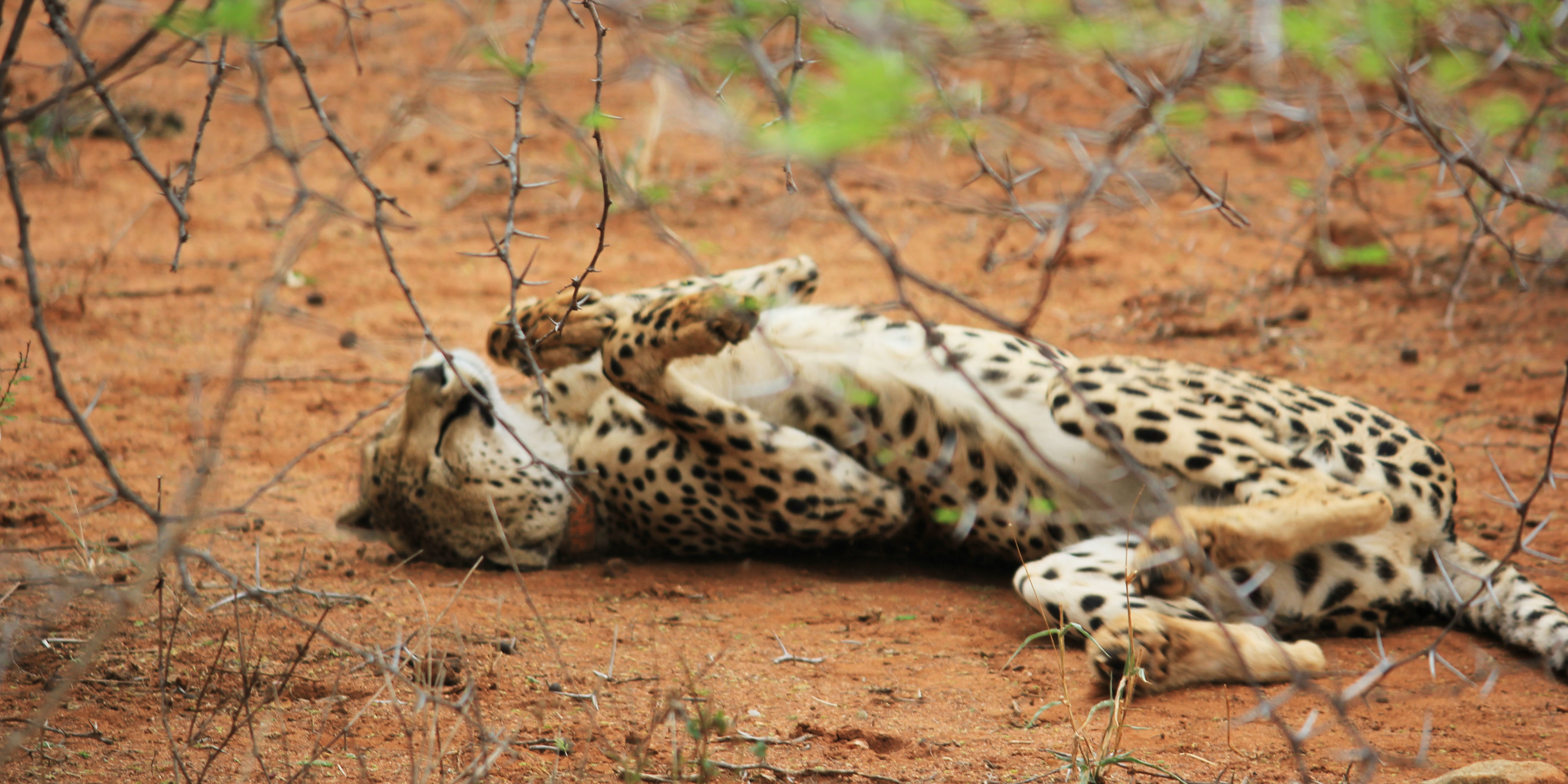 A South African cheetah female rubs her back in the soil.