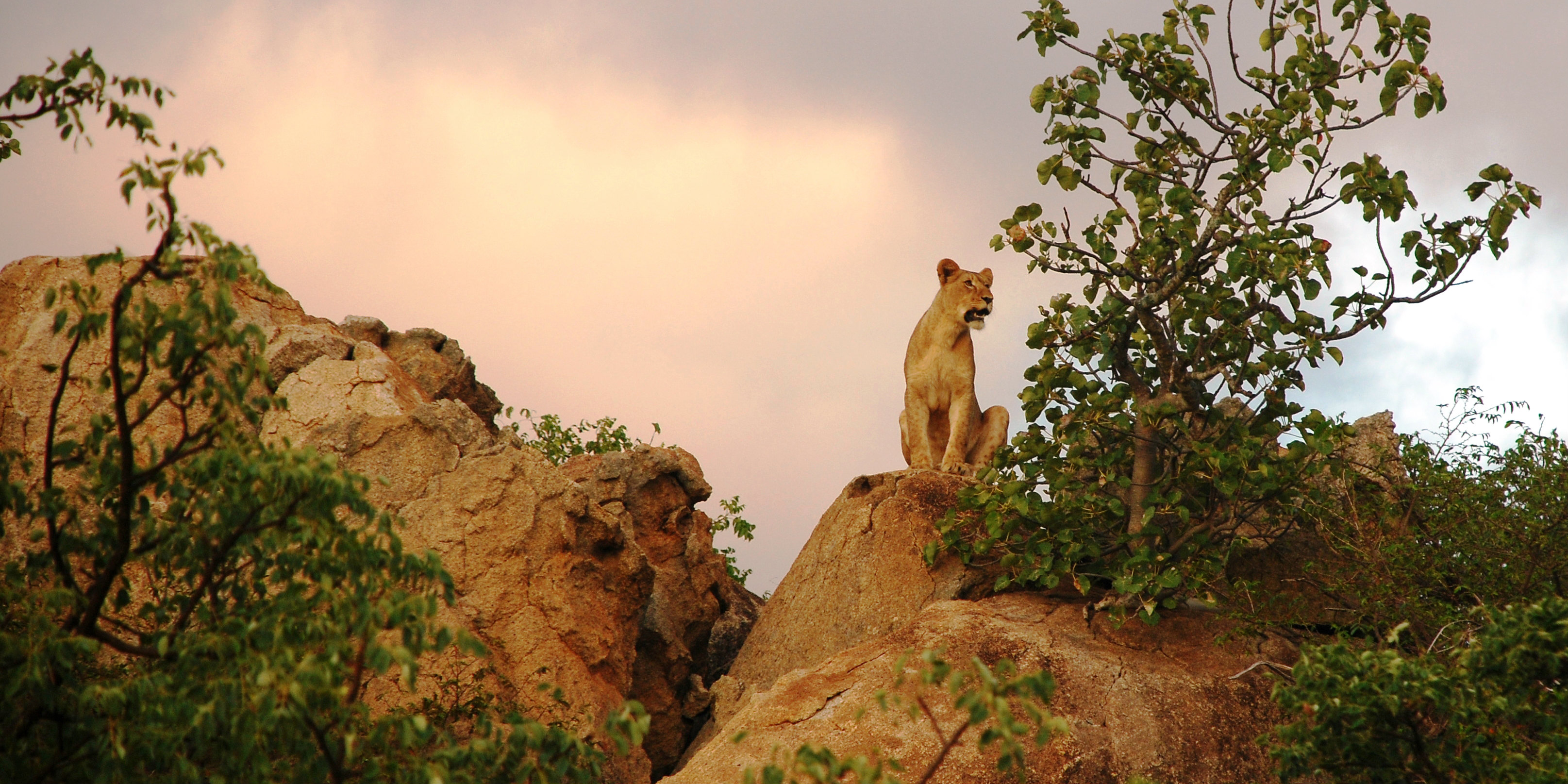 A lion surveys the bushveld from atop a rocky ridge. This lion is one of the big cats monitored as part of GVI's African wildlife conservation program.