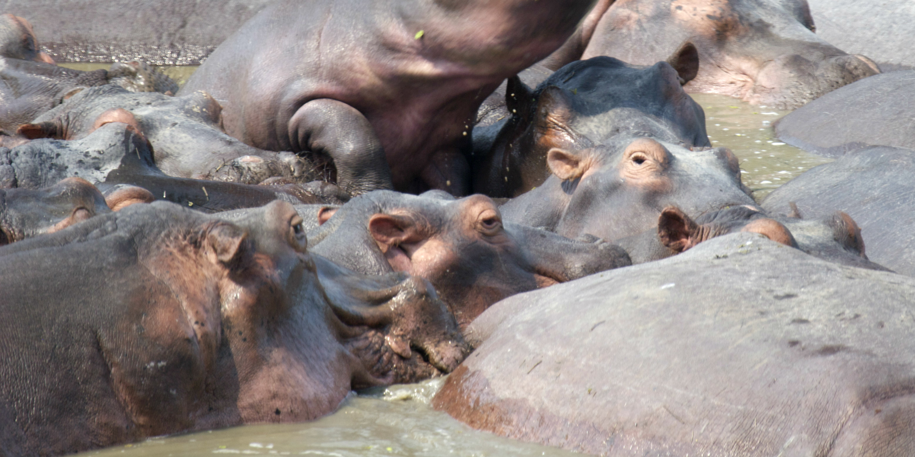 A pod of hippos are spotted neary to Livingstone, Zambia.