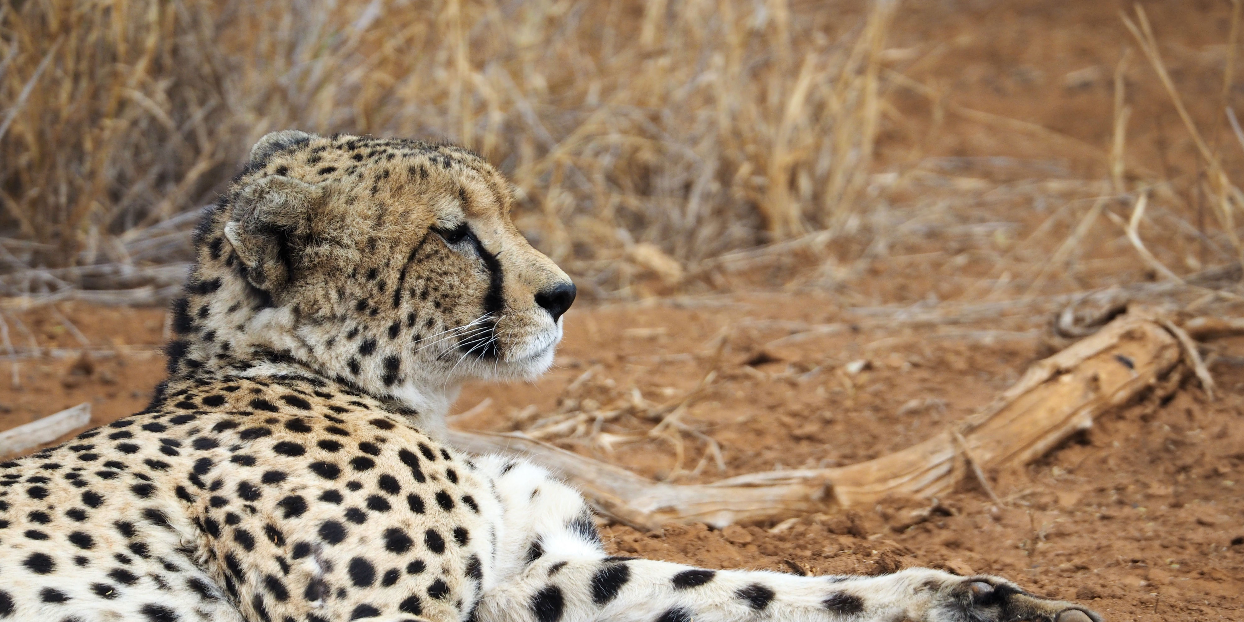 A cheetah lounges on the ground. While volunteering with animals in Africa with animals, GVI participants might be lucky enough to spot on of the reserve's cheetah.