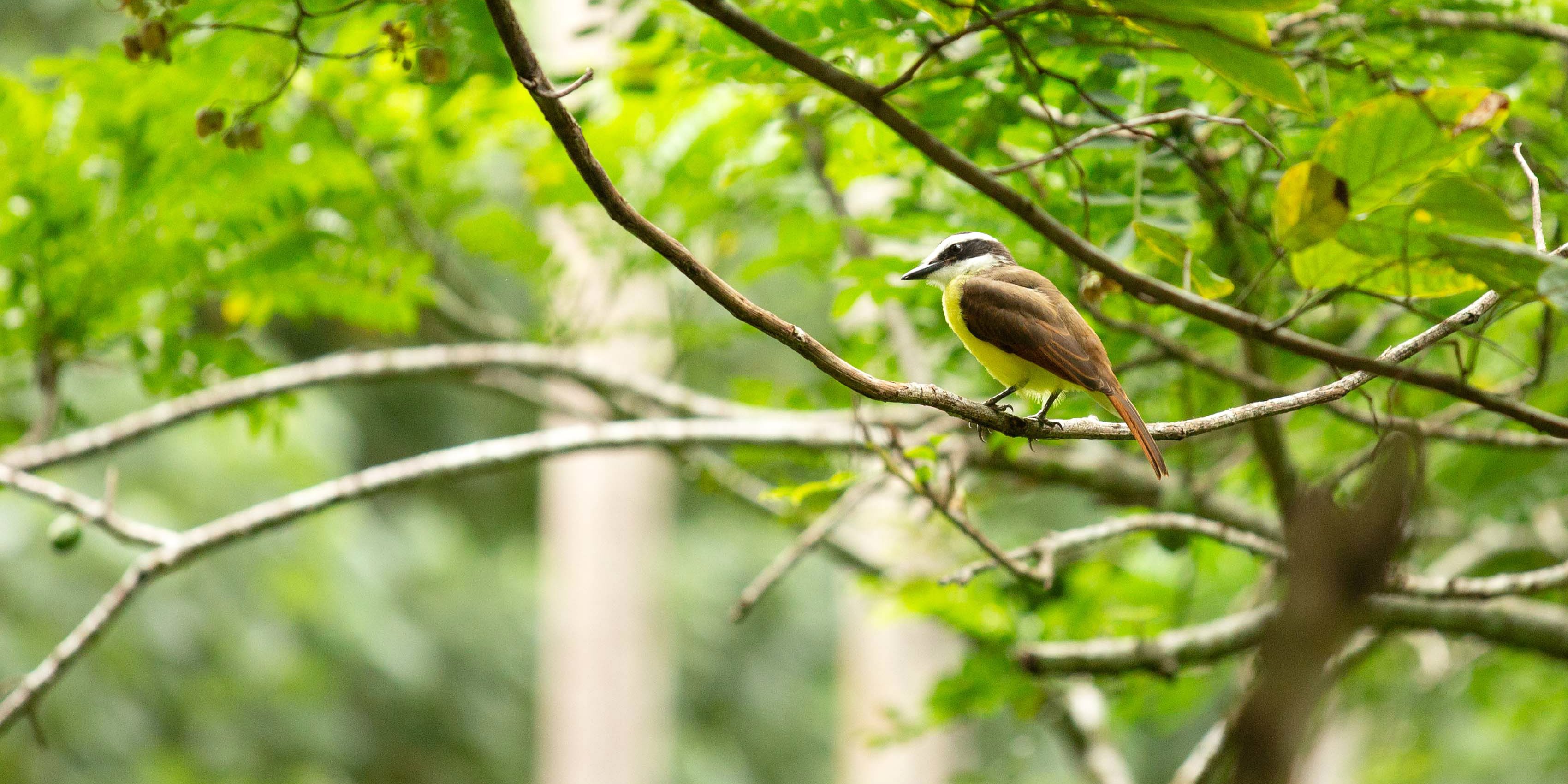A bird perches on a branch in Costa Rica. While volunteering in Jalova, GVI participants might help to record data on the biodiversity in the area.