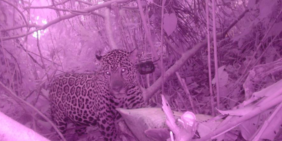 A GVI camera trap captures an image of the elusive jaguar in Costa Rica.