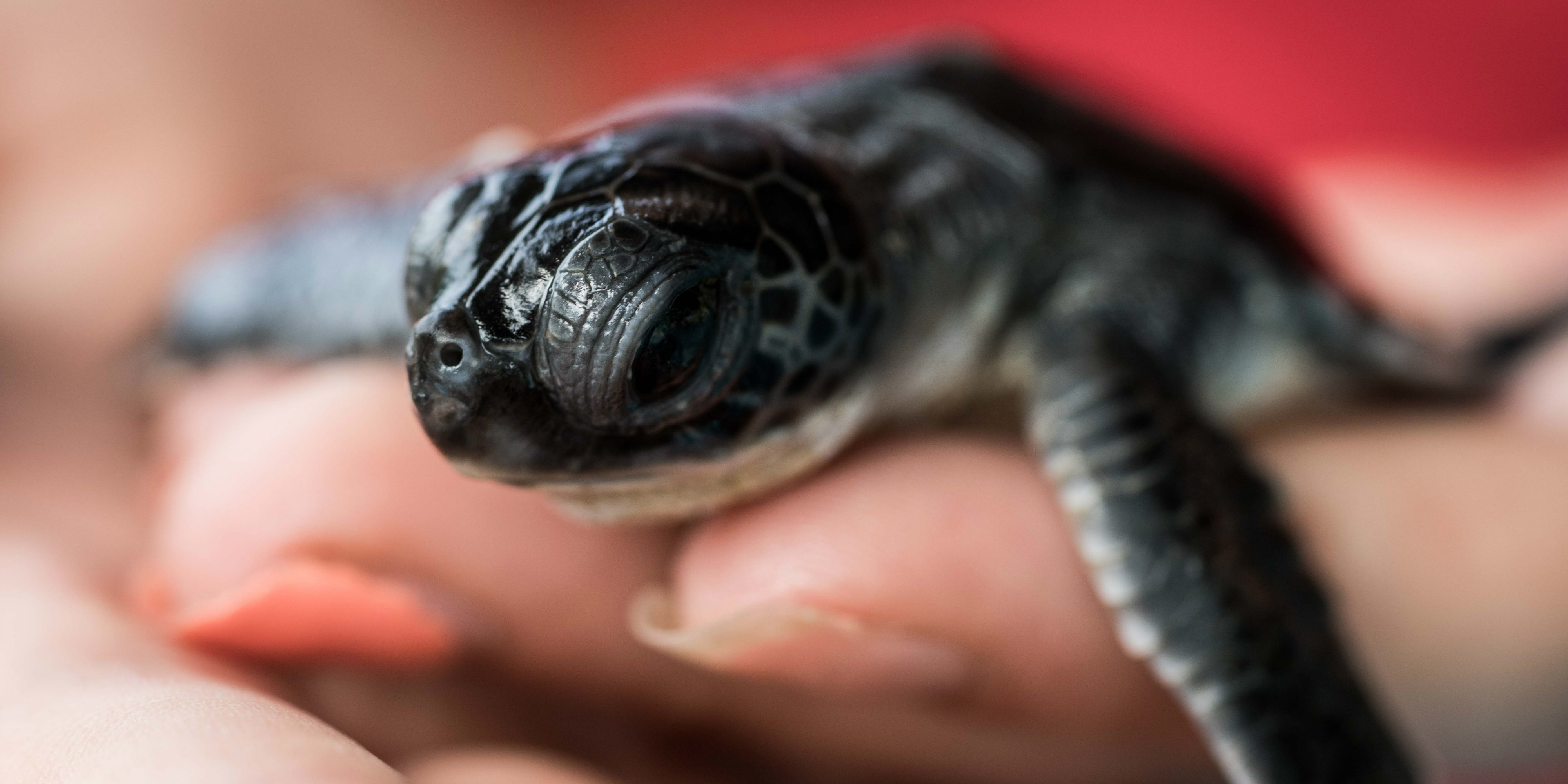A GVI participant cleans and disinfects a turtle hatchling in Phang Nga.