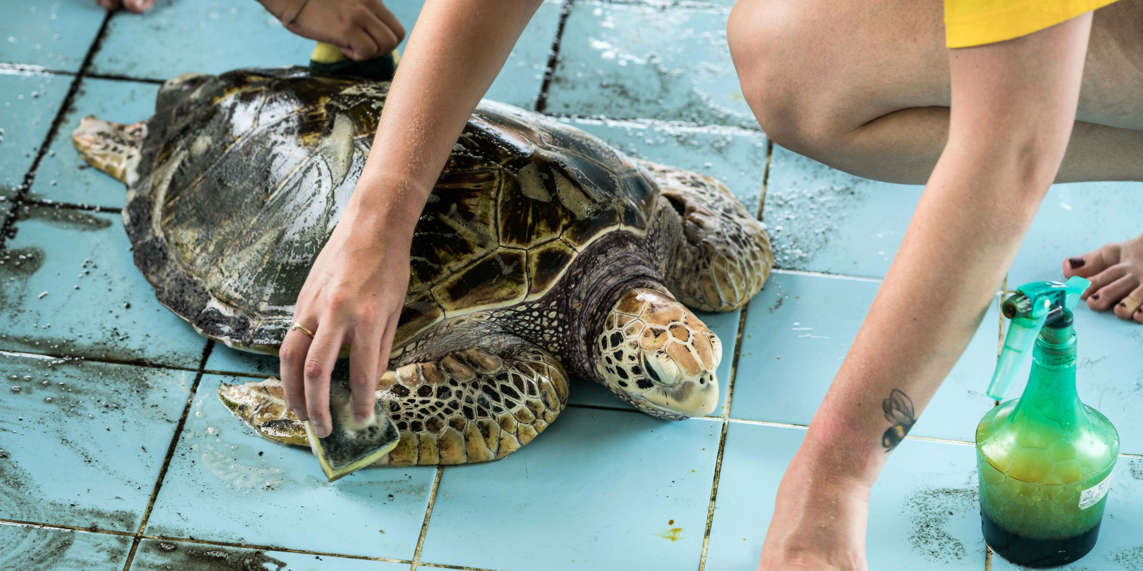 A GVI participant cleans and disinfects an endangered hawksbill turtle as part of one of GVI's sea turtle volunteer programs.