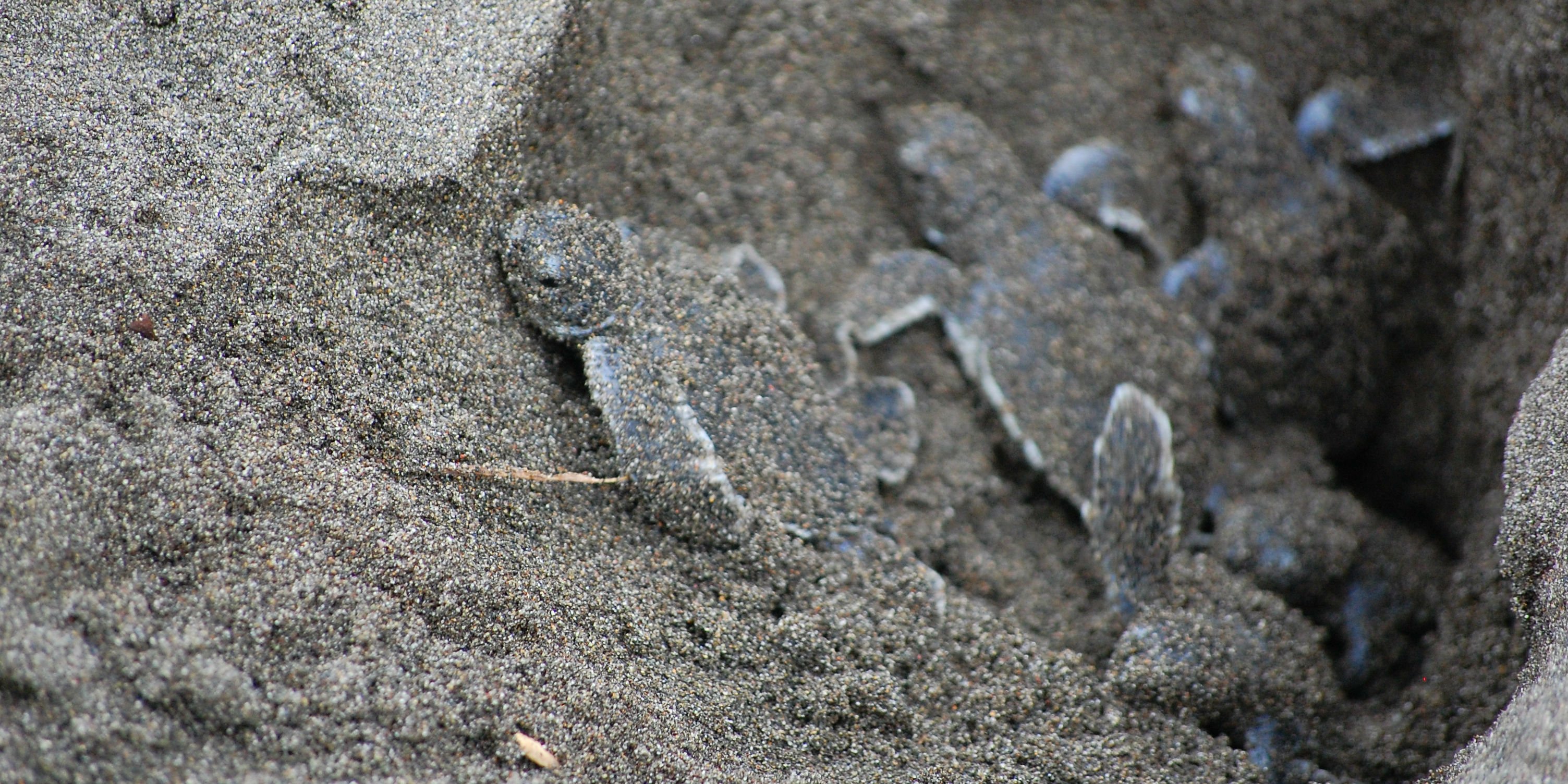 Sea turtle hatchlings climb out of their nest in Costa Rica. Sea turtle conservation volunteers will monitor their progress.