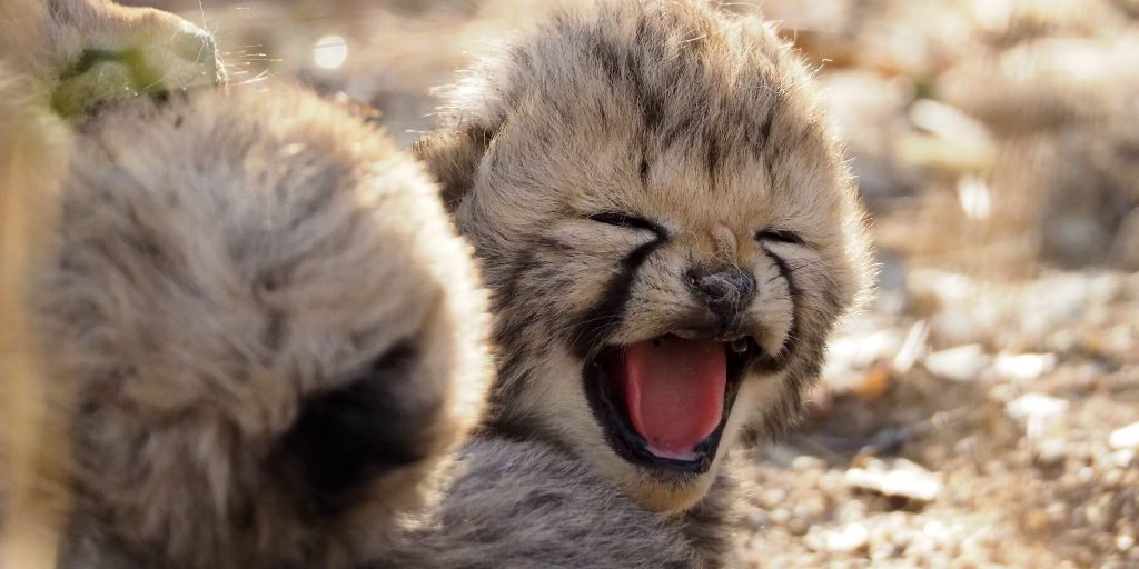 Vulnerable cheetah cubs can be monitored through fortress conservation to maximise their well being. 