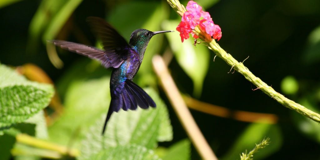 Tortuguero in Costa Rica is home to many bird species including this hummingbird.