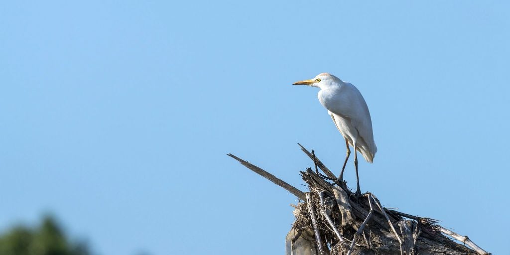 The Cattle Egret is just one of the hundreds of birds species in this biodiversity hotspot.