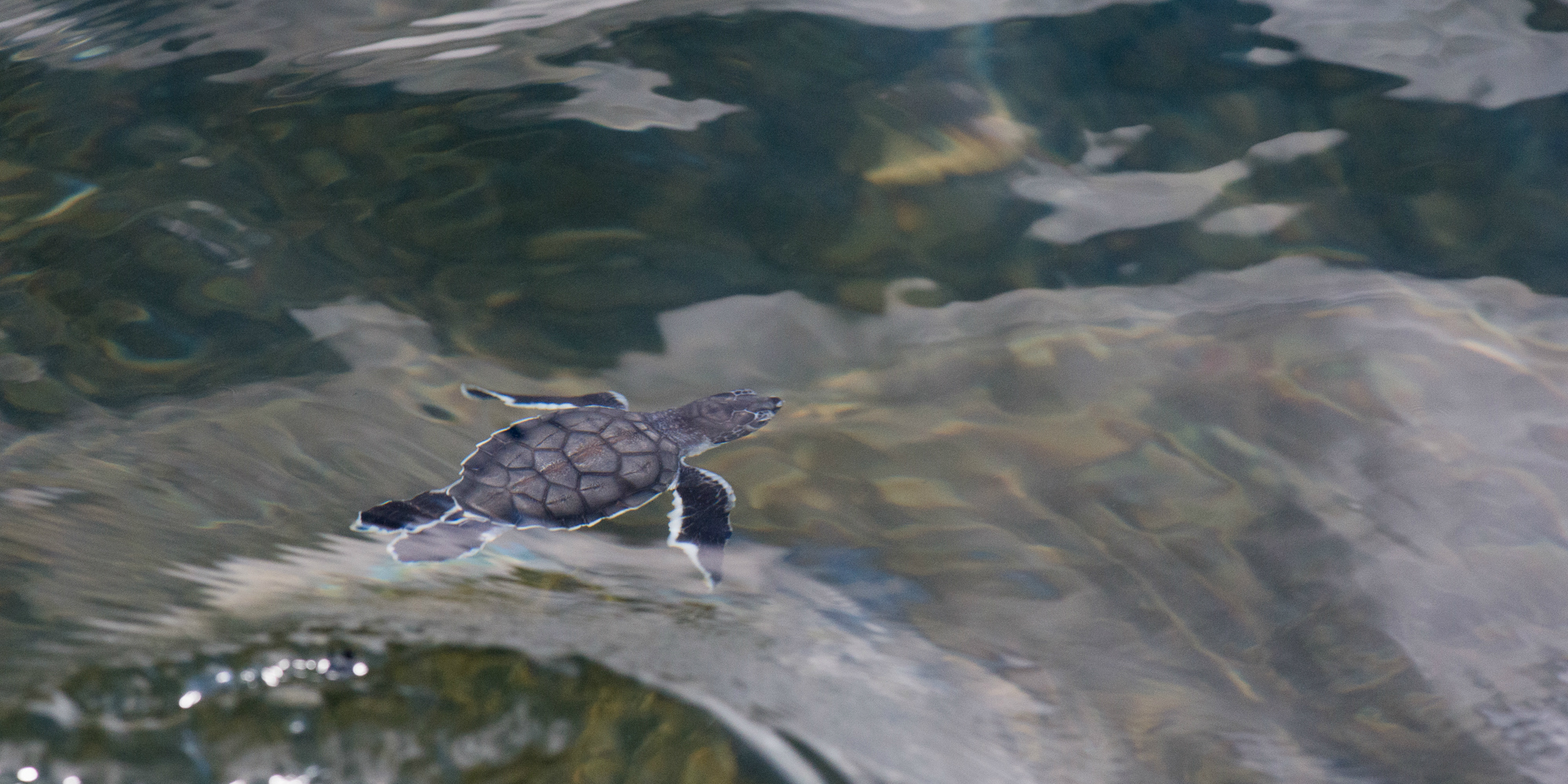 A turtle conservation volunteer spots this turtle hatching swim out from the shore.