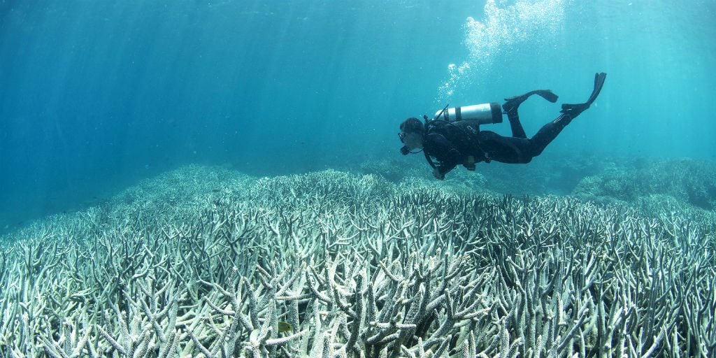 Coral bleaching is irreversible but can be prevented within the marine protected areas through marine conservation.