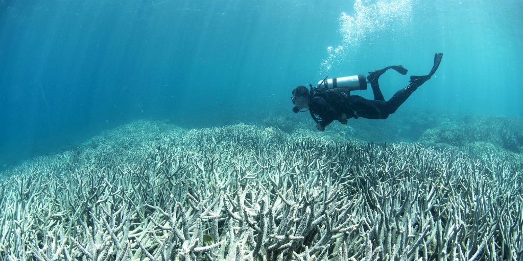 A GVI volunteer witnesses coral bleaching