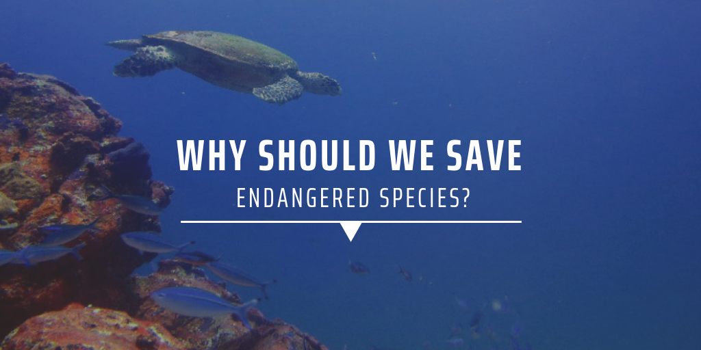 Why Should We Save Endangered Species Gvi Uk