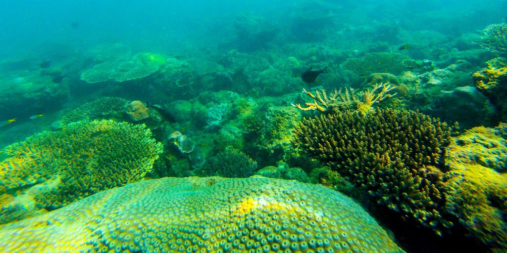 Our conservation efforts aim to protect the ocean which helps regulate and provide oxygen, while absorbing carbon dioxide. 
